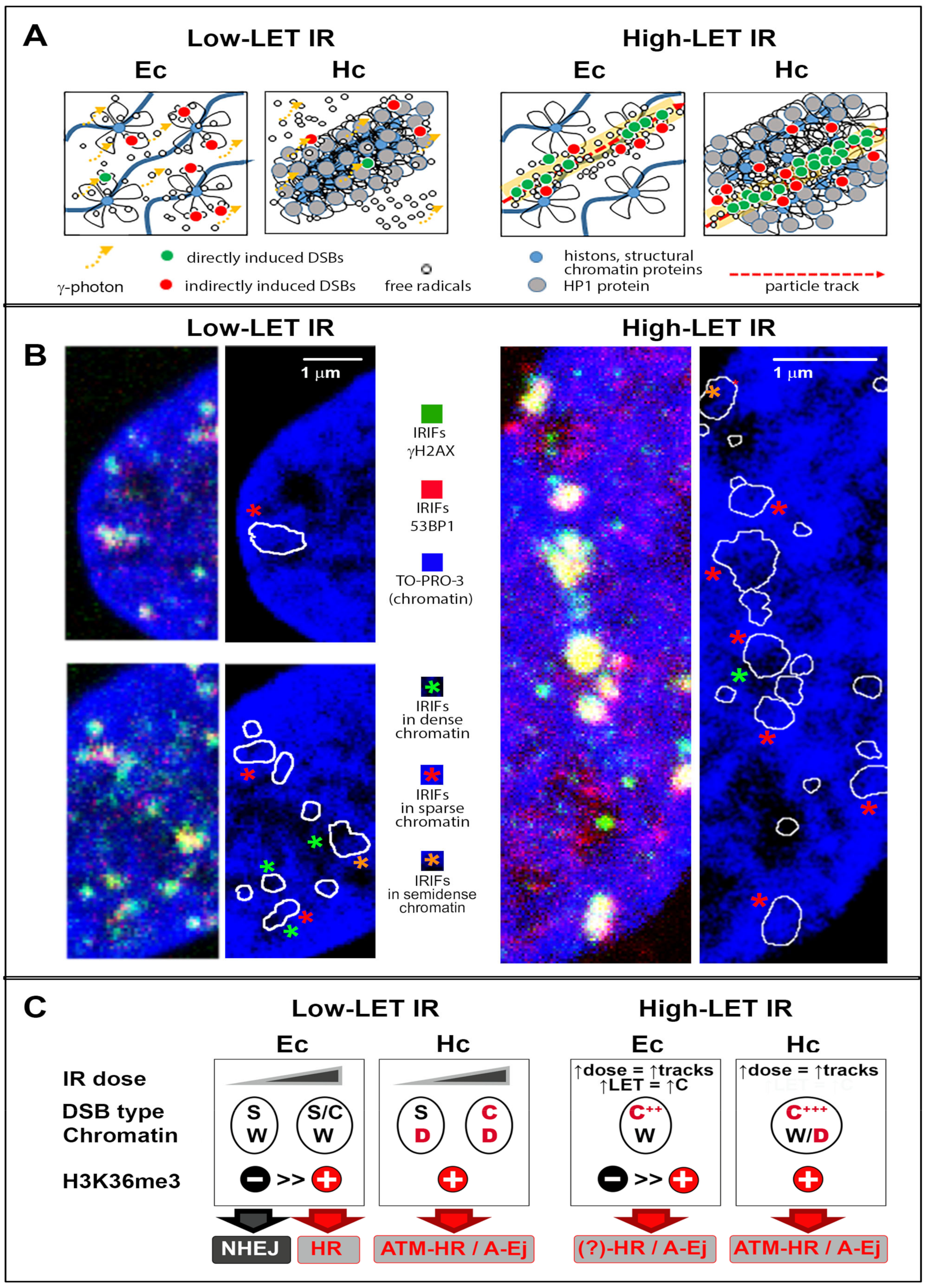 Cancers 13 00018 g003 Cancers 13 00018 g003