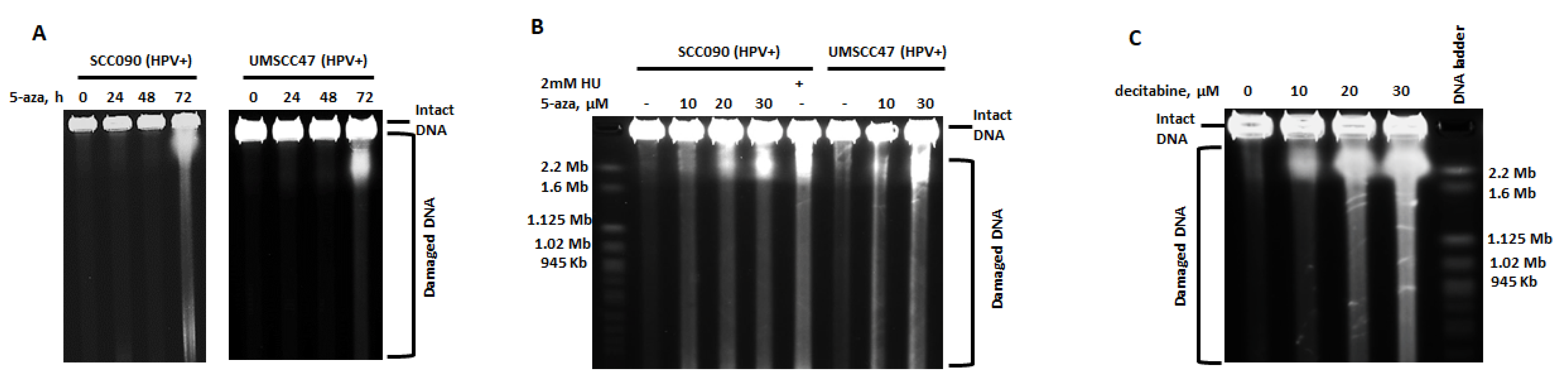 Cancers 13 00021 g002