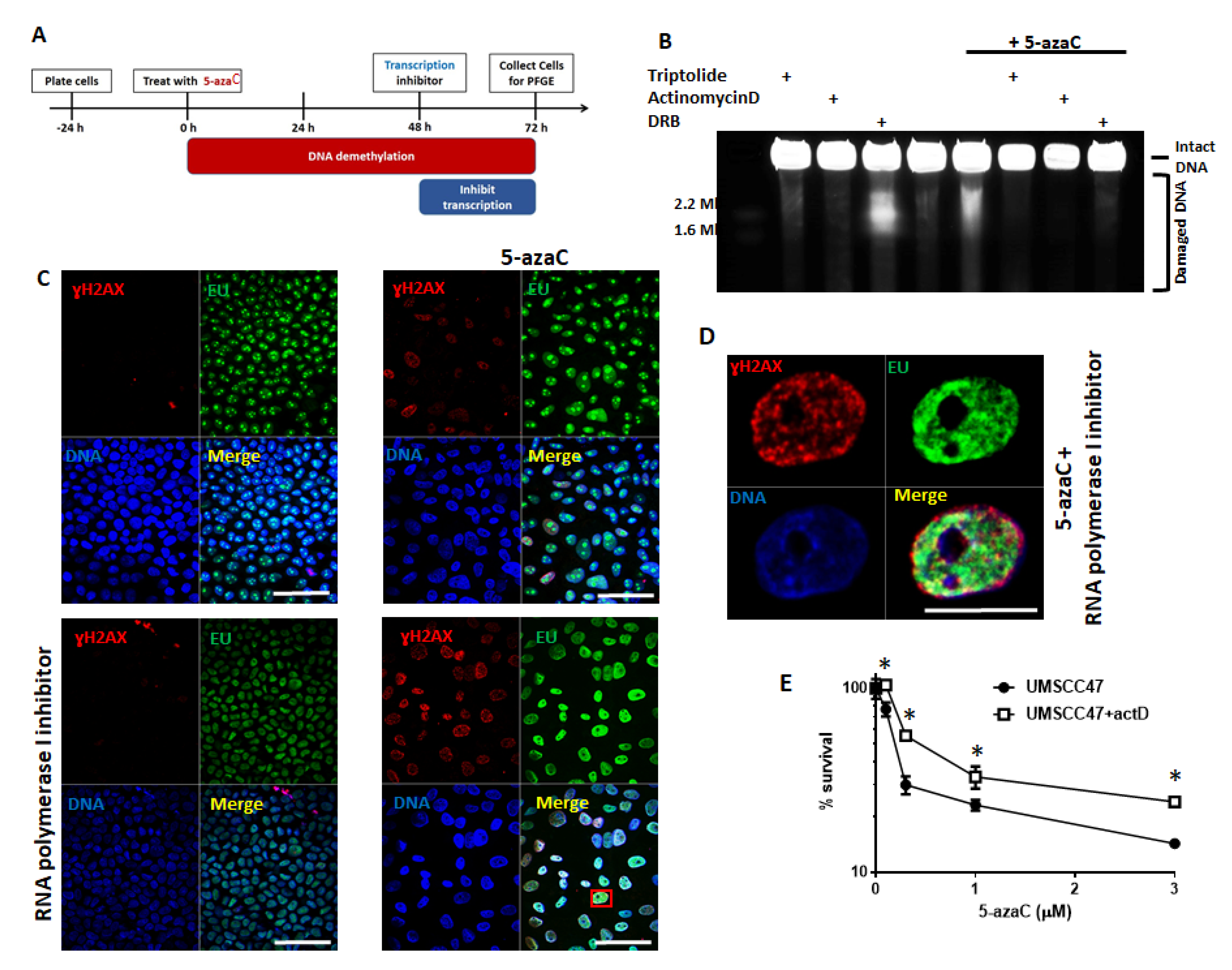 Cancers 13 00021 g005