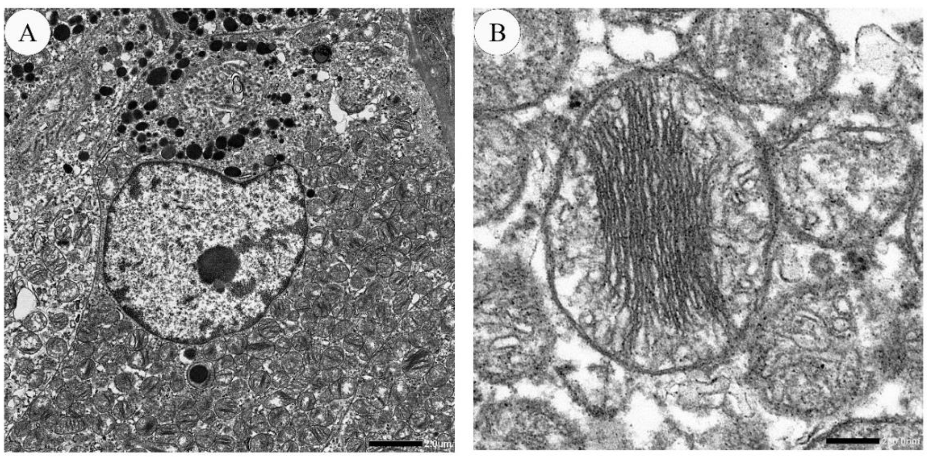 Cancers 13 00026 g004 Cancers 13 00026 g004