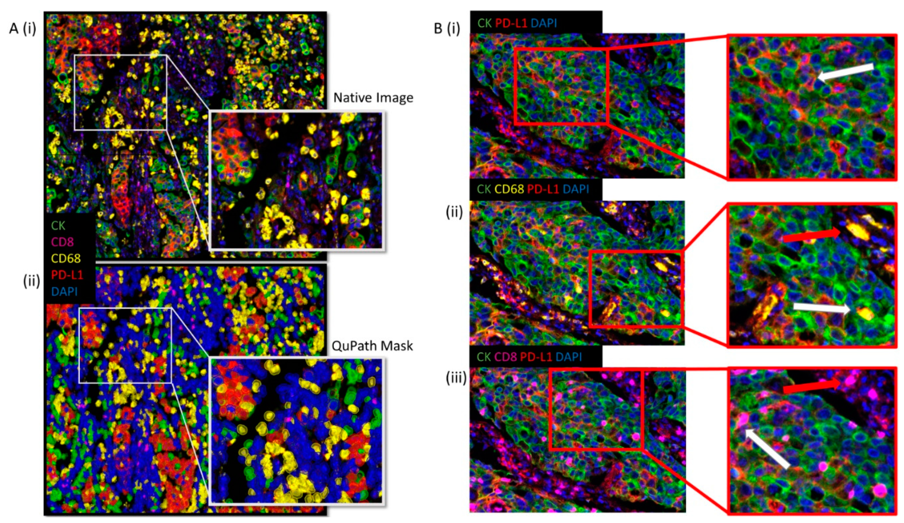 Cancers 13 00029 g003 Cancers 13 00029 g003