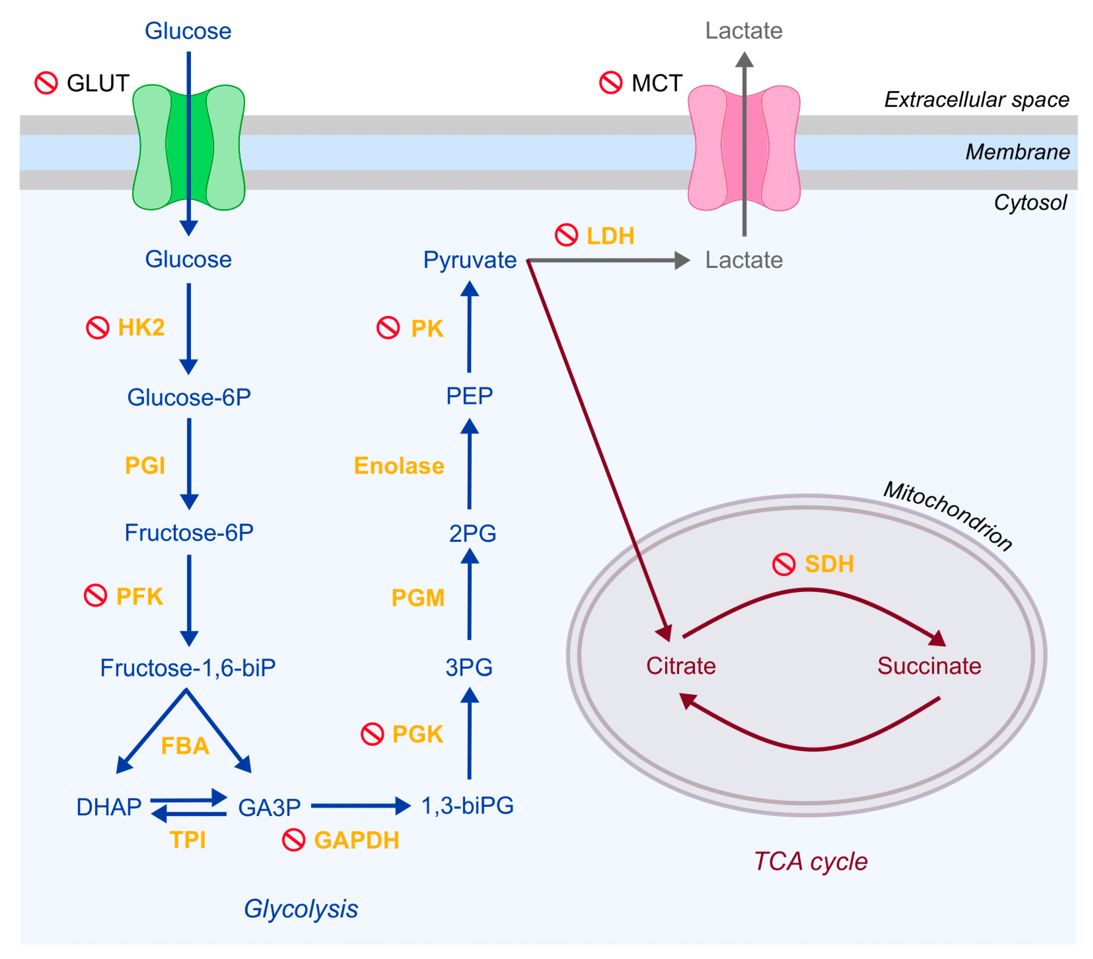 Cancers 13 00035 g002 Cancers 13 00035 g002