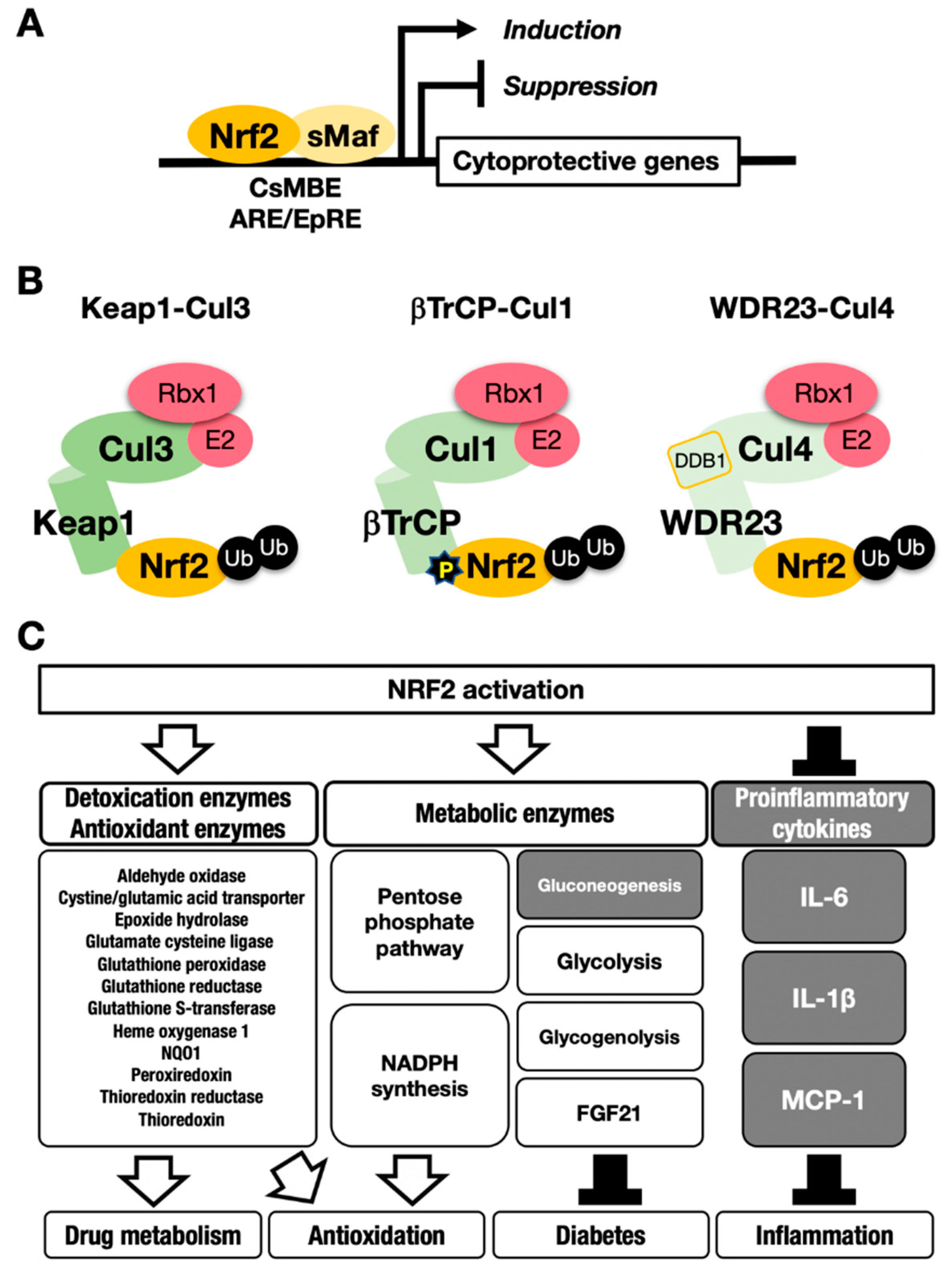 Cancers | Free Full-Text | The KEAP1–NRF2 System as a Molecular 