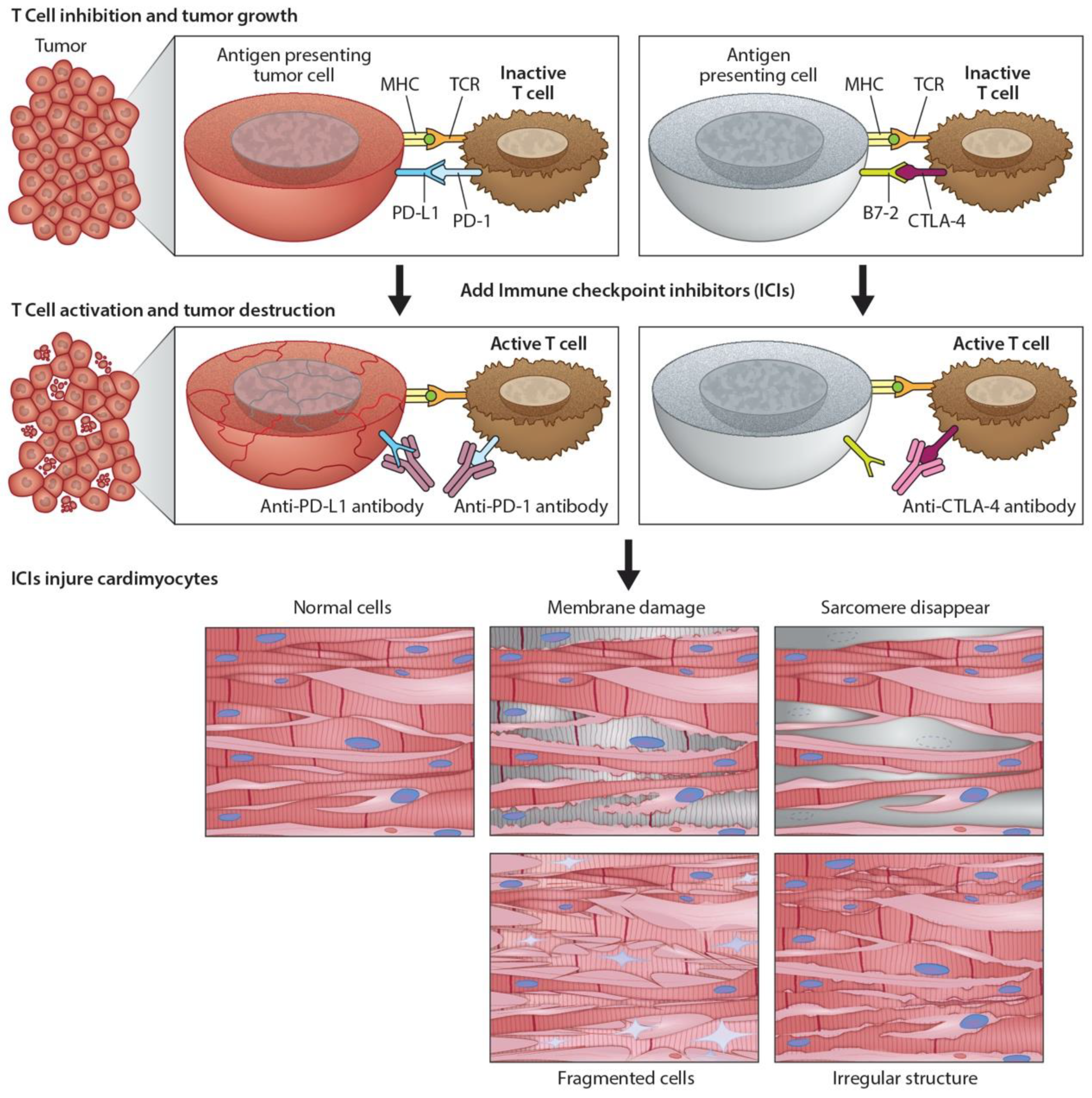 Cancers 13 00086 g002 Cancers 13 00086 g002