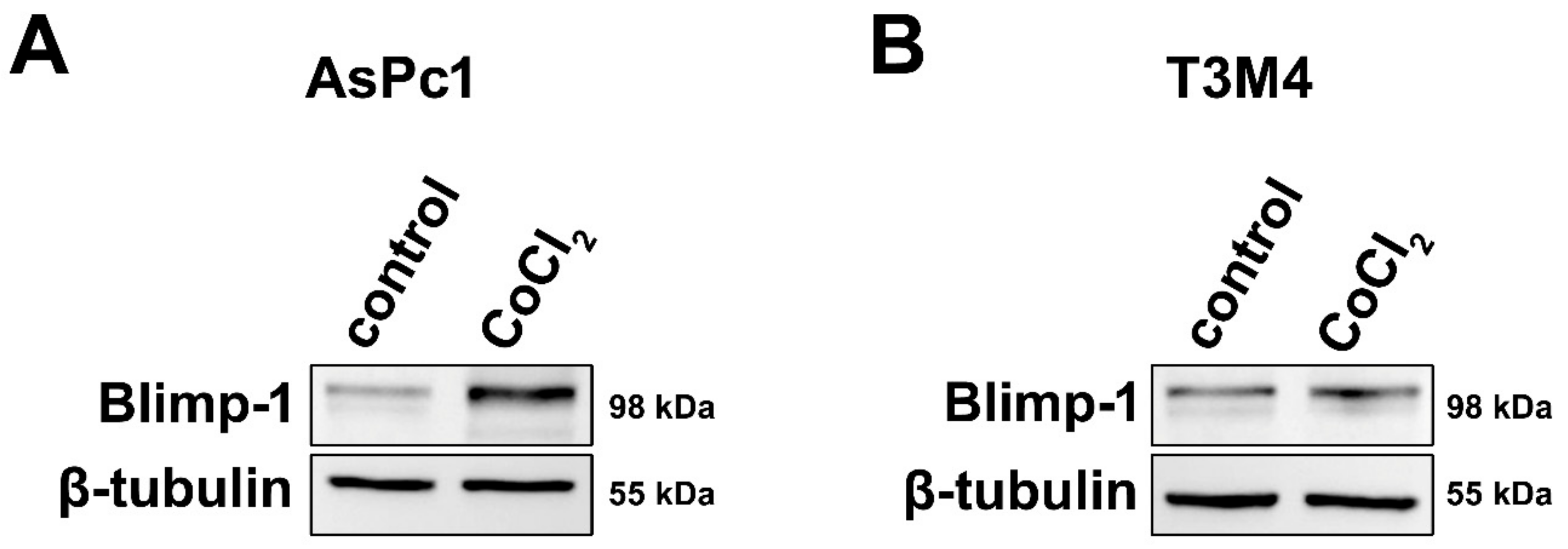 Cancers 13 00089 g002