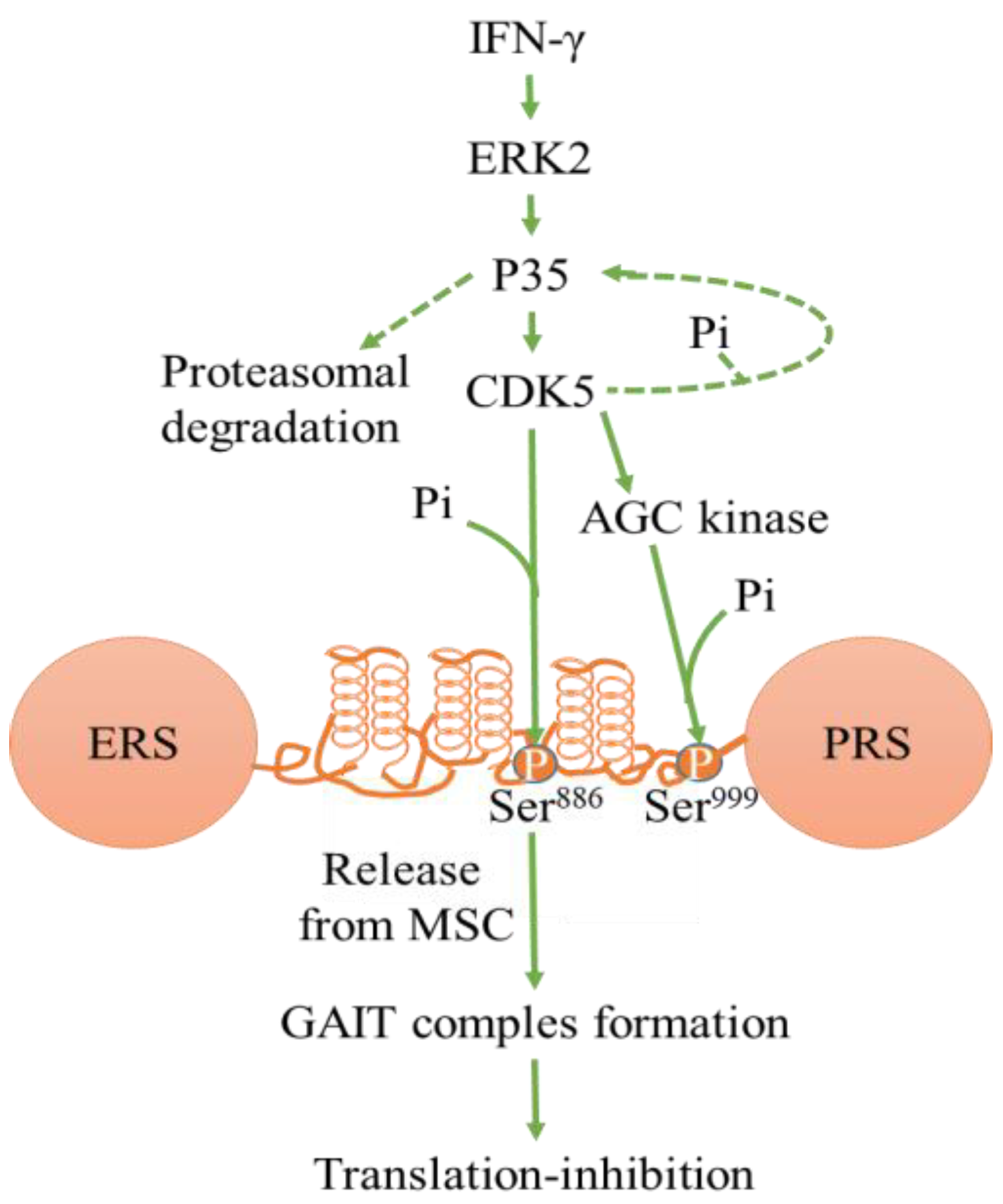 Cancers 13 00101 g002 Cancers 13 00101 g002