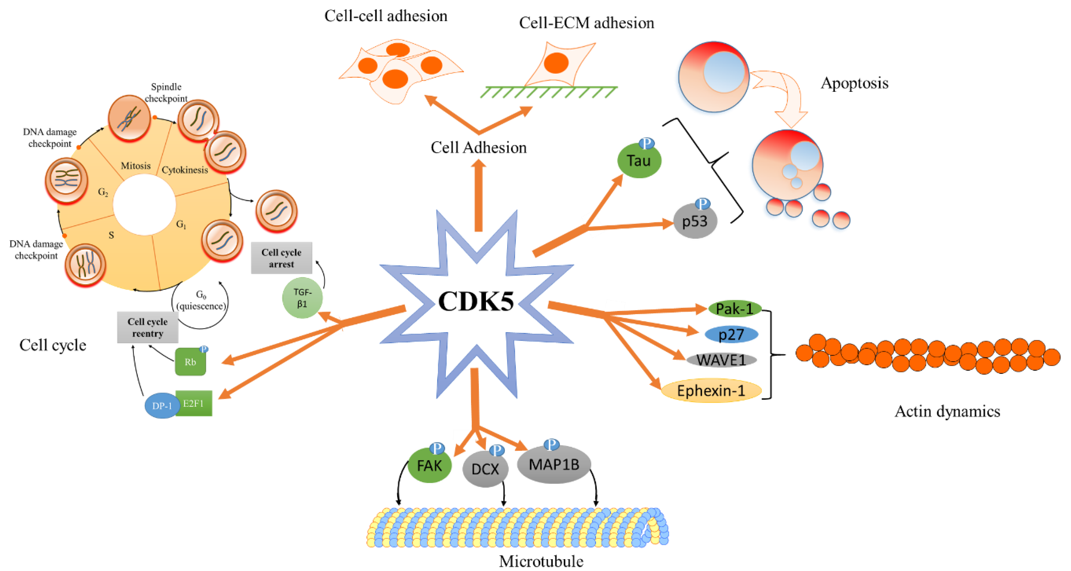 Cancers 13 00101 g003 Cancers 13 00101 g003