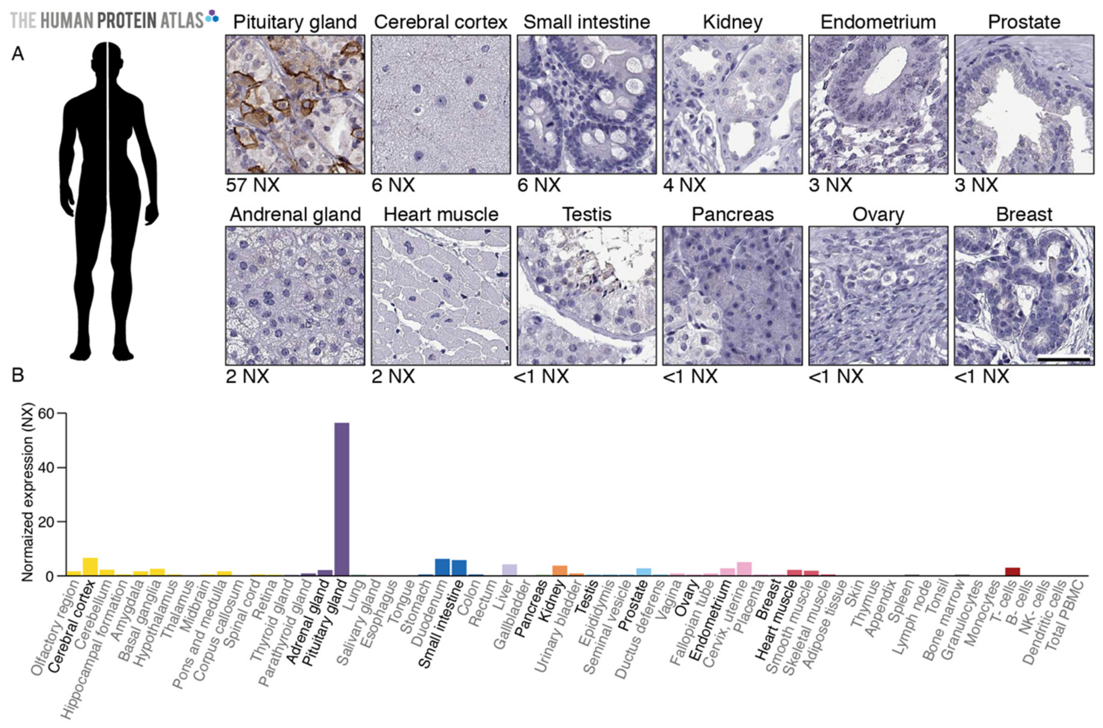 Cancers 13 00114 g001 Cancers 13 00114 g001