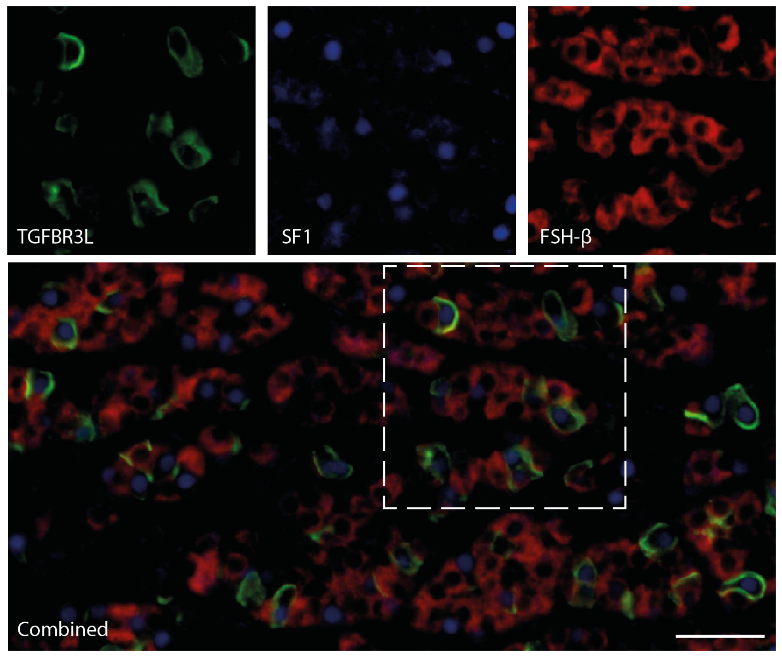 Cancers 13 00114 g002 Cancers 13 00114 g002