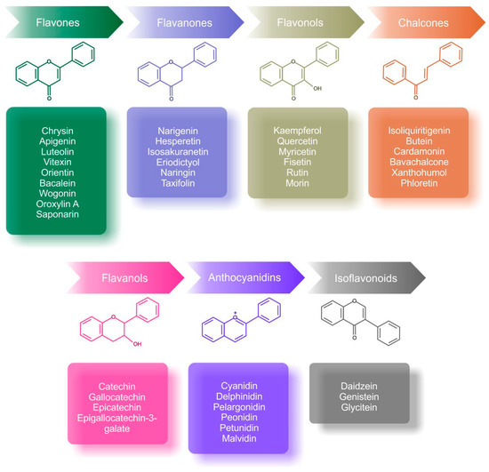 Cancers Free FullText Flavonoids Targeting HIF1 Implications on Cancer Metabolism