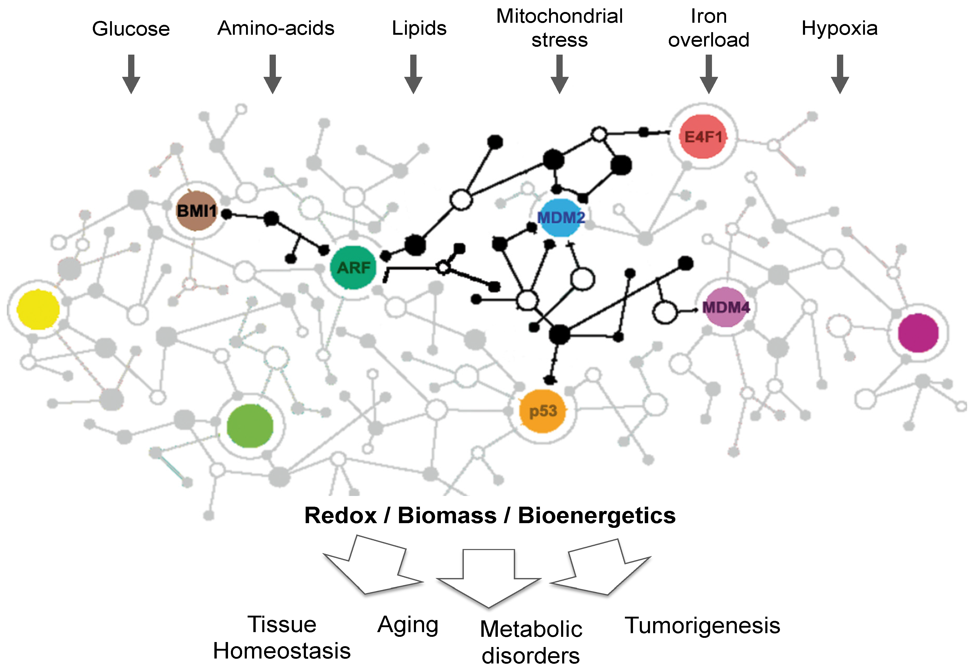 Cancers 13 00133 g001
