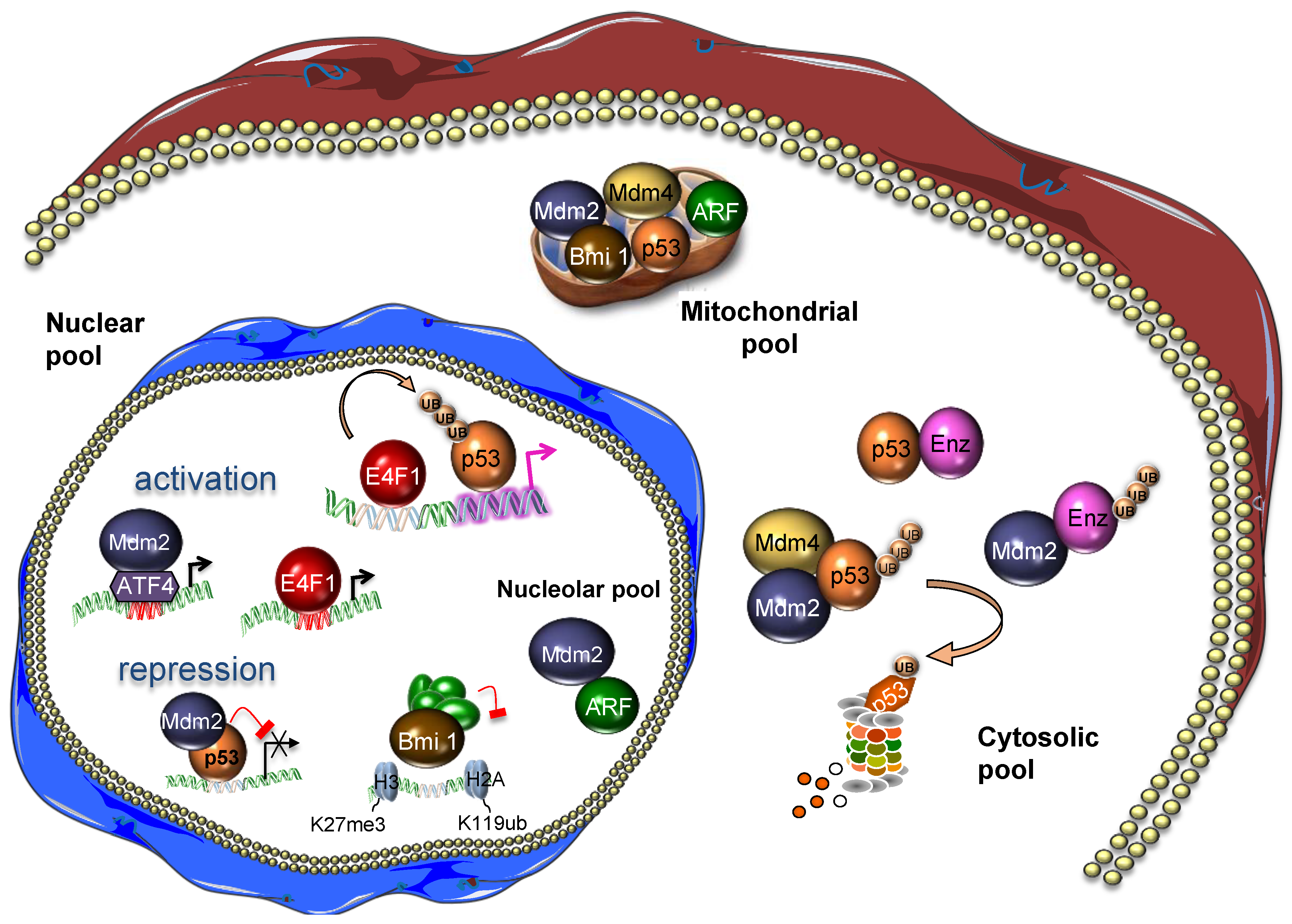 Cancers 13 00133 g002