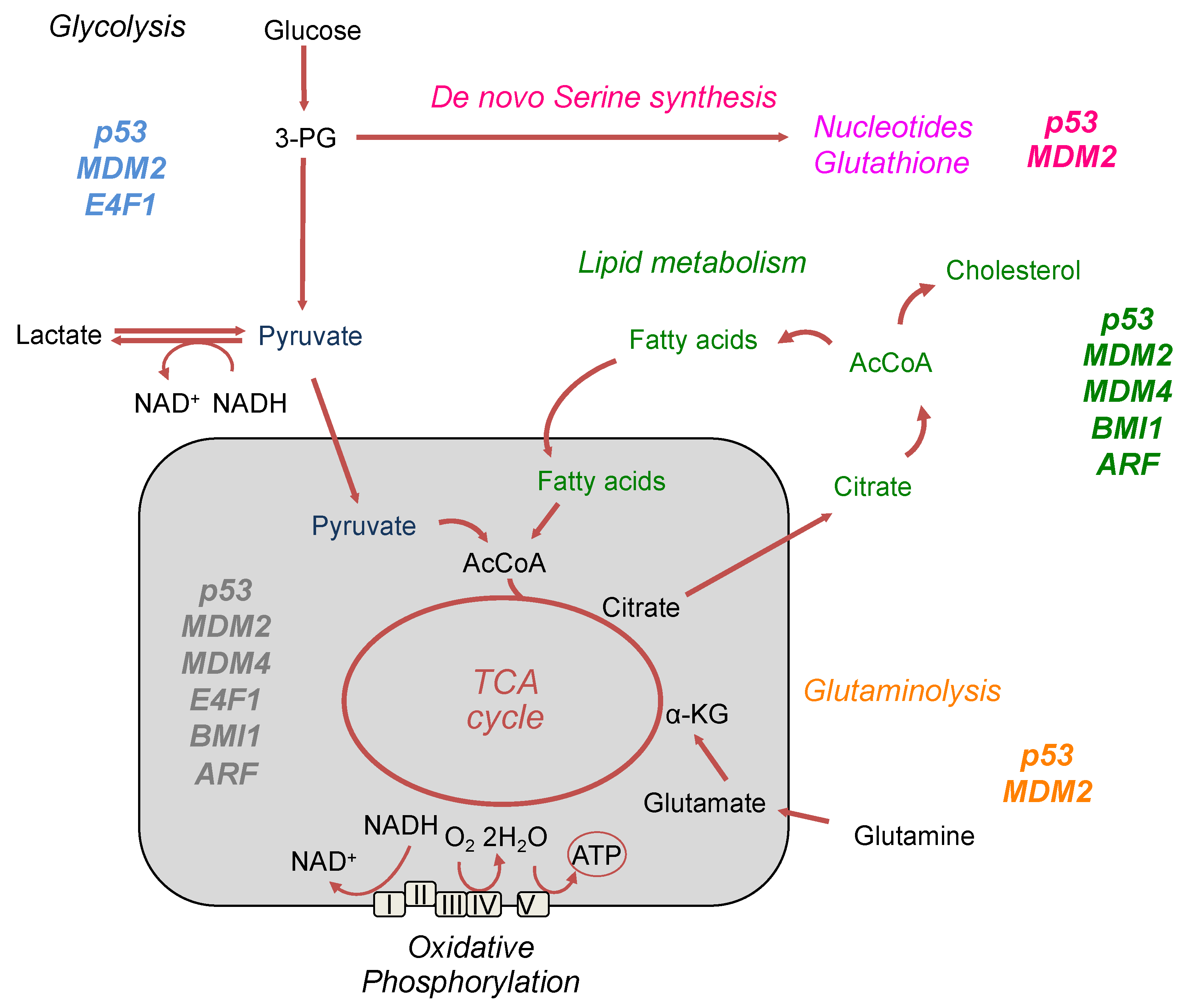 Cancers 13 00133 g003