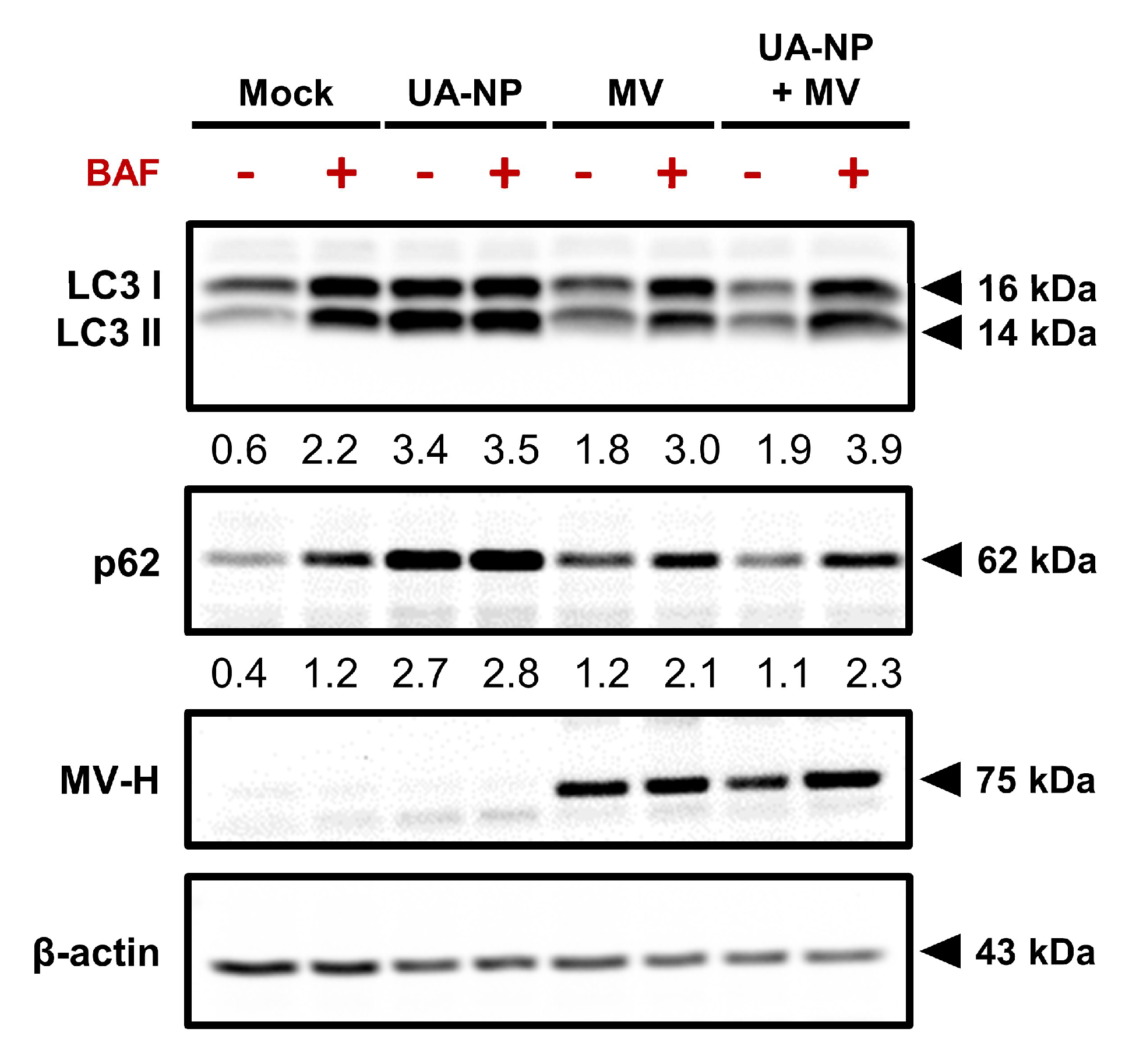Cancers 13 00136 g007 Cancers 13 00136 g007