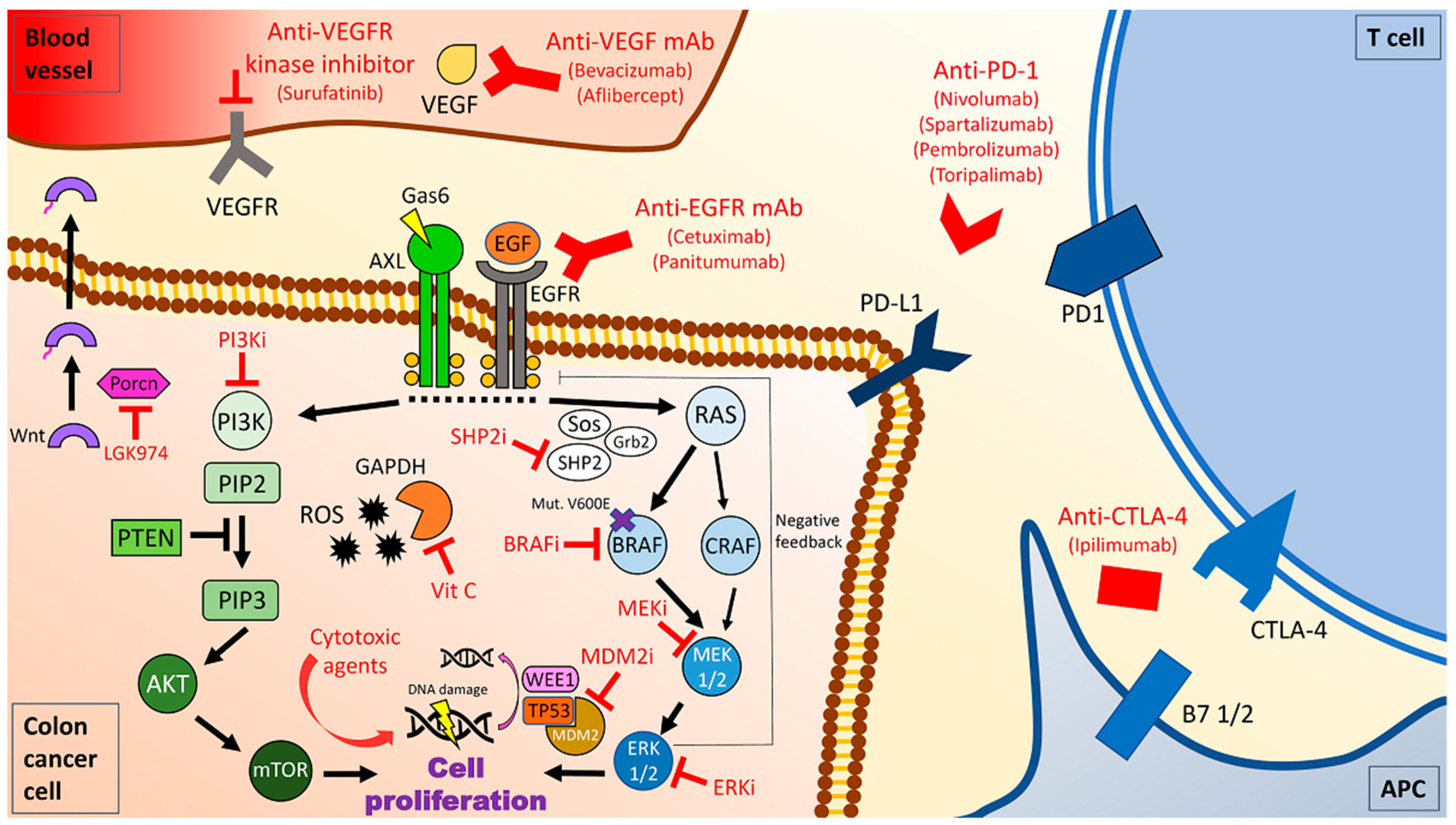 Cancers 13 00137 g001 Cancers 13 00137 g001