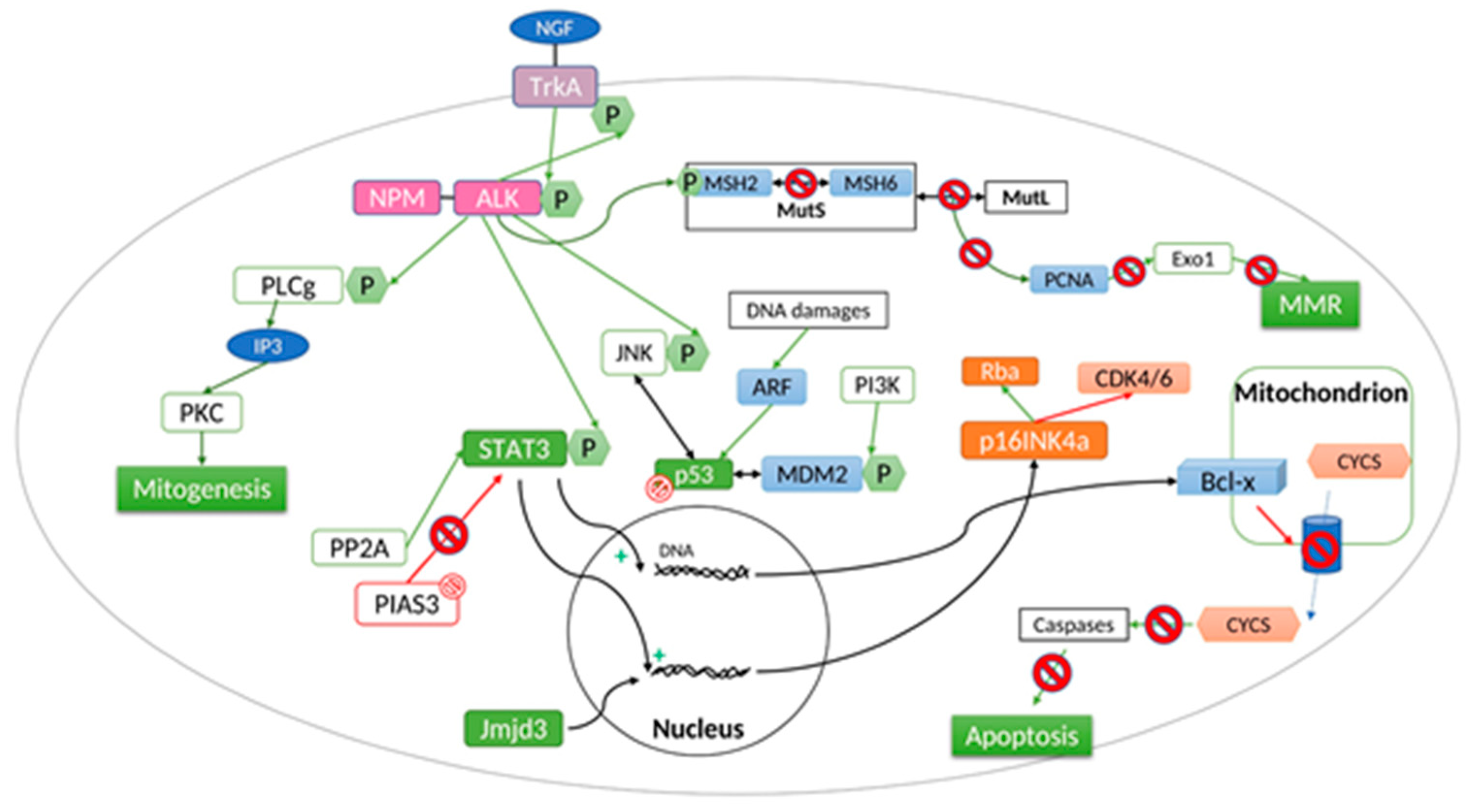 Cancers 13 00144 g002 Cancers 13 00144 g002