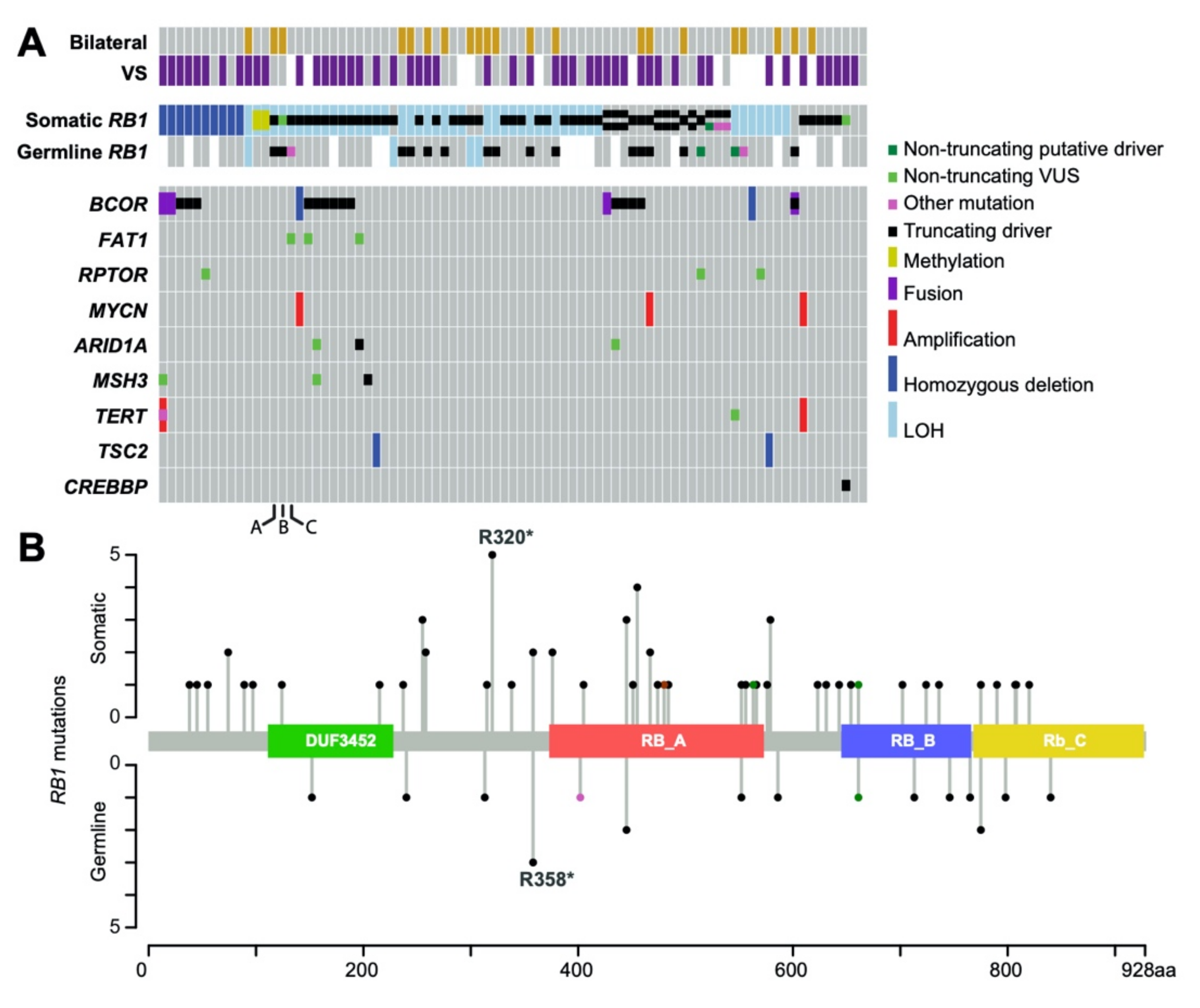 Cancers 13 00149 g001 Cancers 13 00149 g001