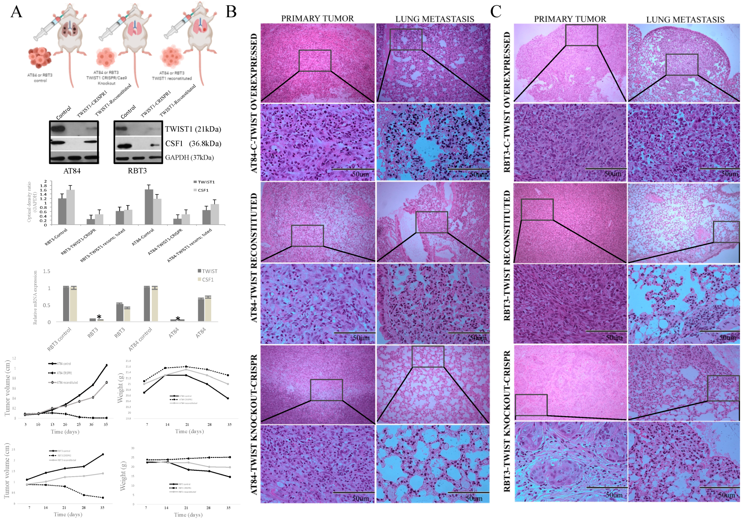 Cancers 13 00153 g006 Cancers 13 00153 g006