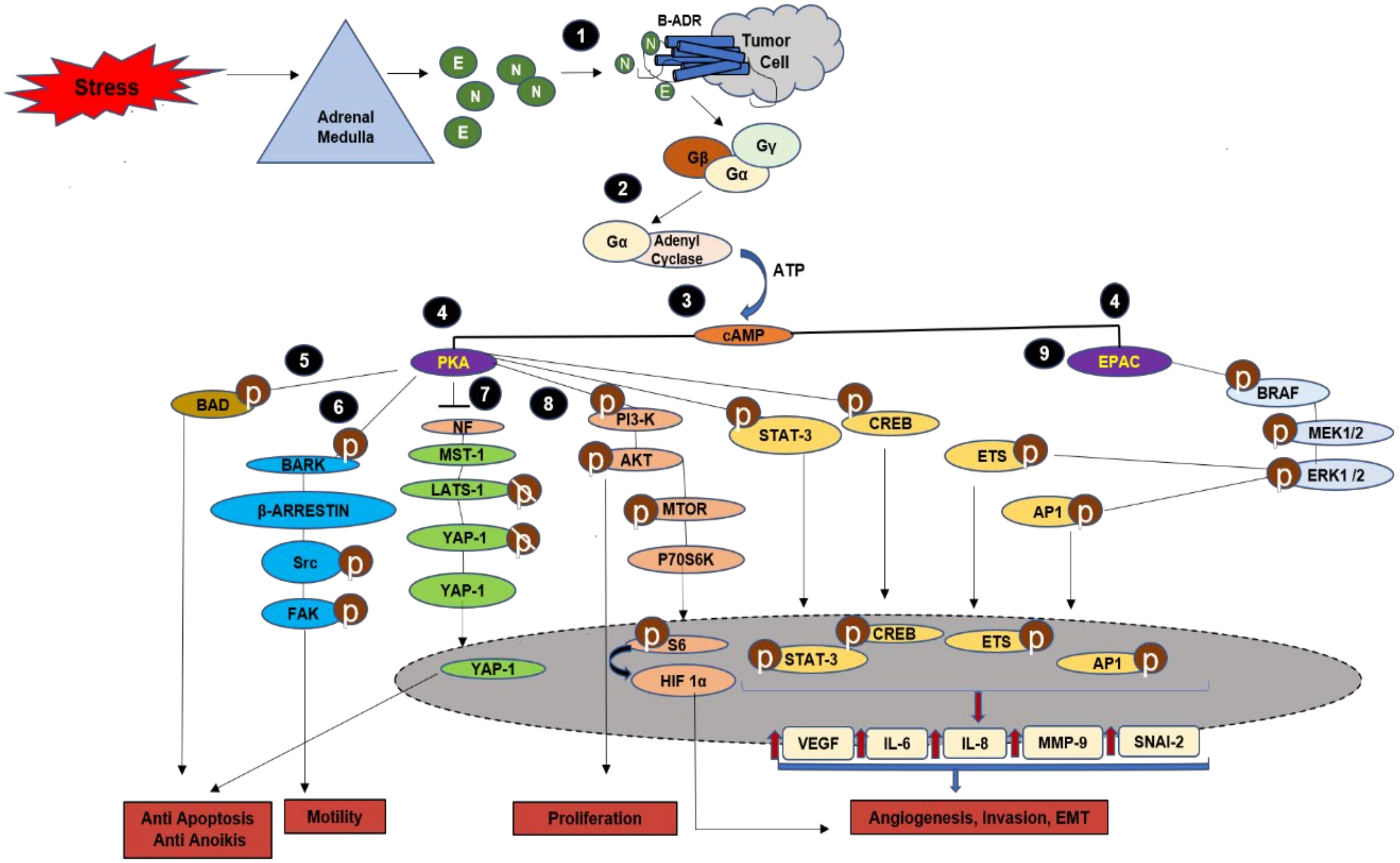 Cancers Free Full Text Cancer And Stress Does It Make A Difference To The Patient When These Two Challenges Collide Html Cancers Free Full Text Cancer And Stress Does It Make A Difference To The Patient When These Two Challenges Collide Html