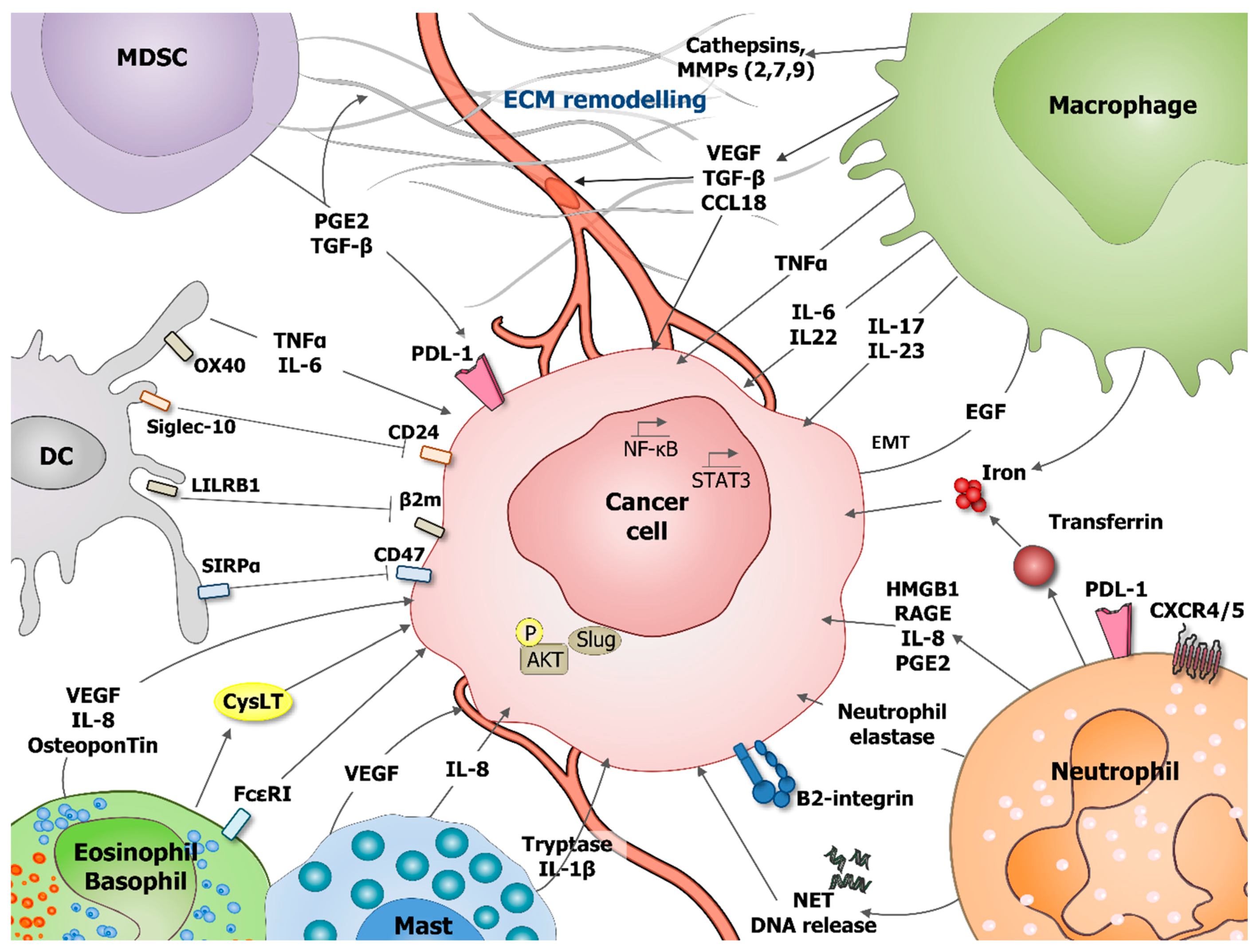 Cancers 13 00165 g001