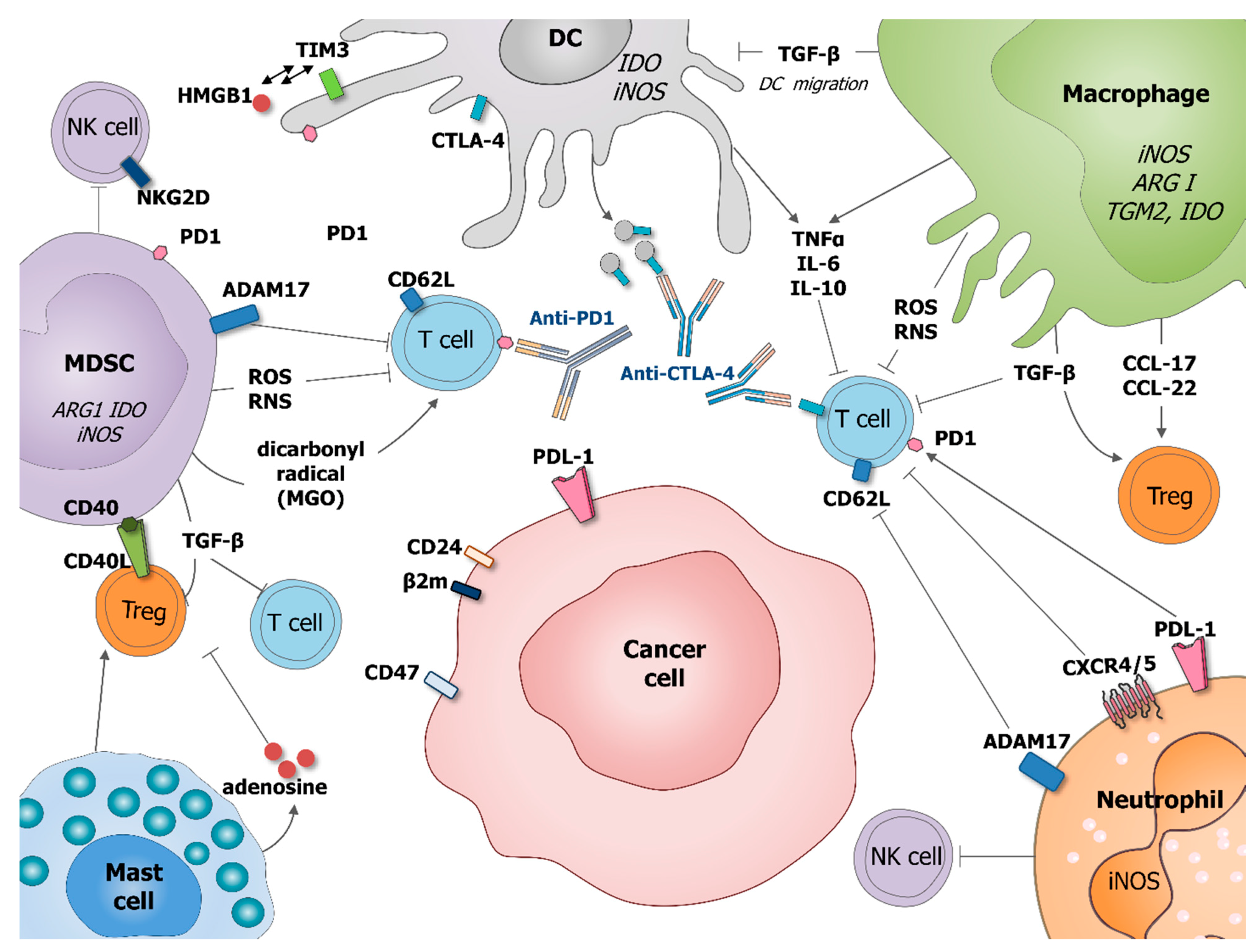Cancers 13 00165 g002