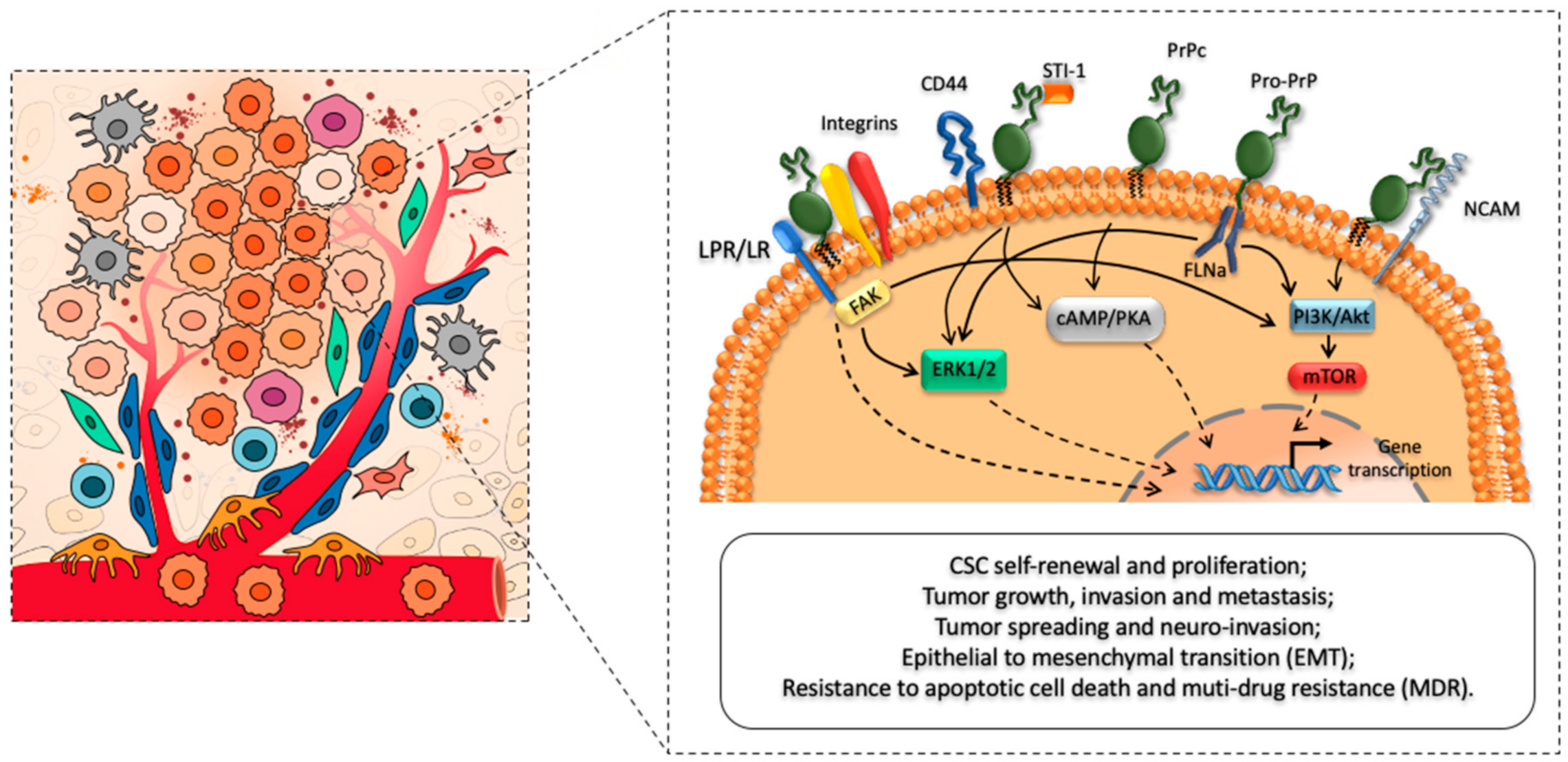 Cancers 13 00170 g001 Cancers 13 00170 g001