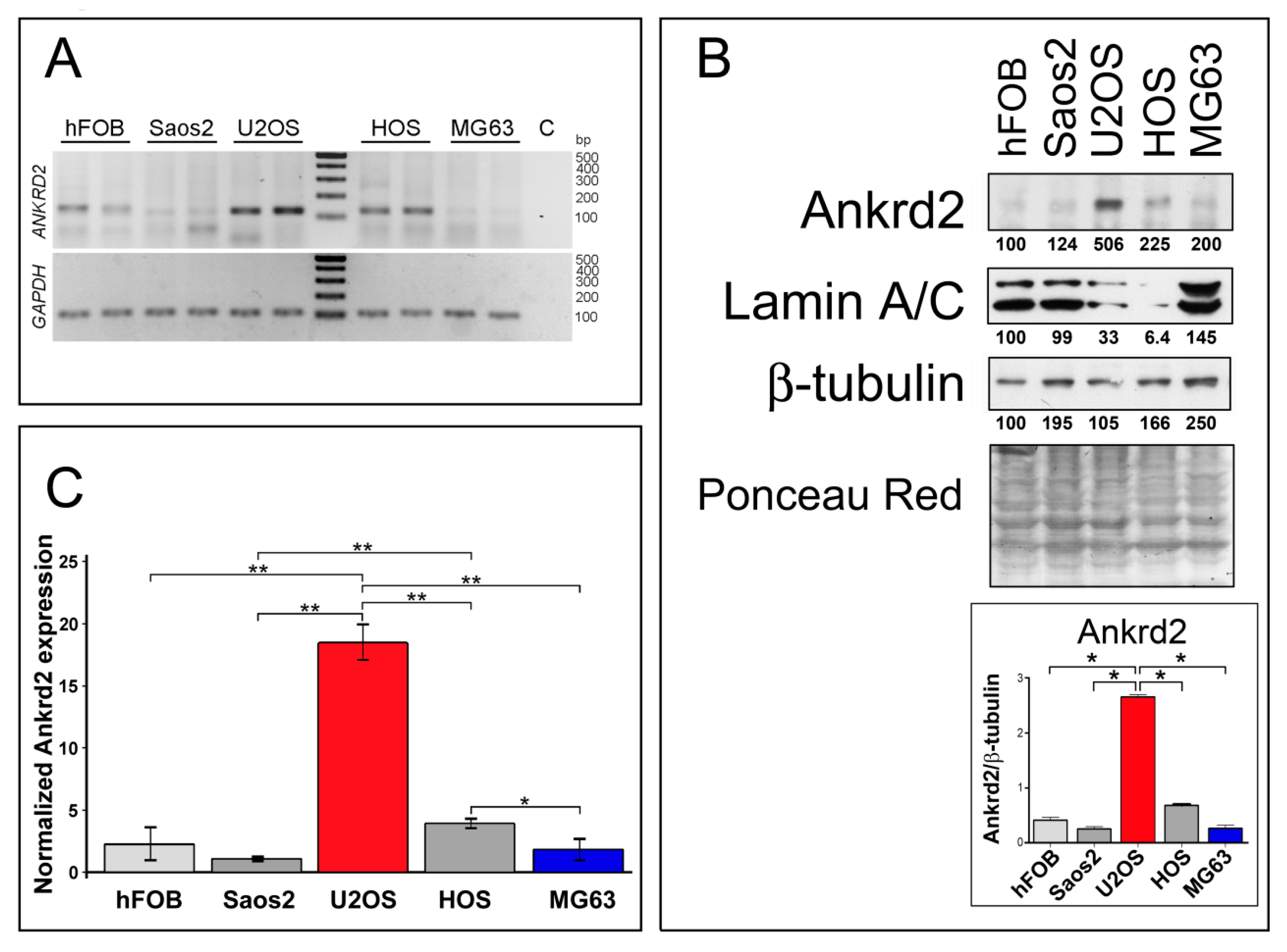Cancers 13 00174 g001 Cancers 13 00174 g001