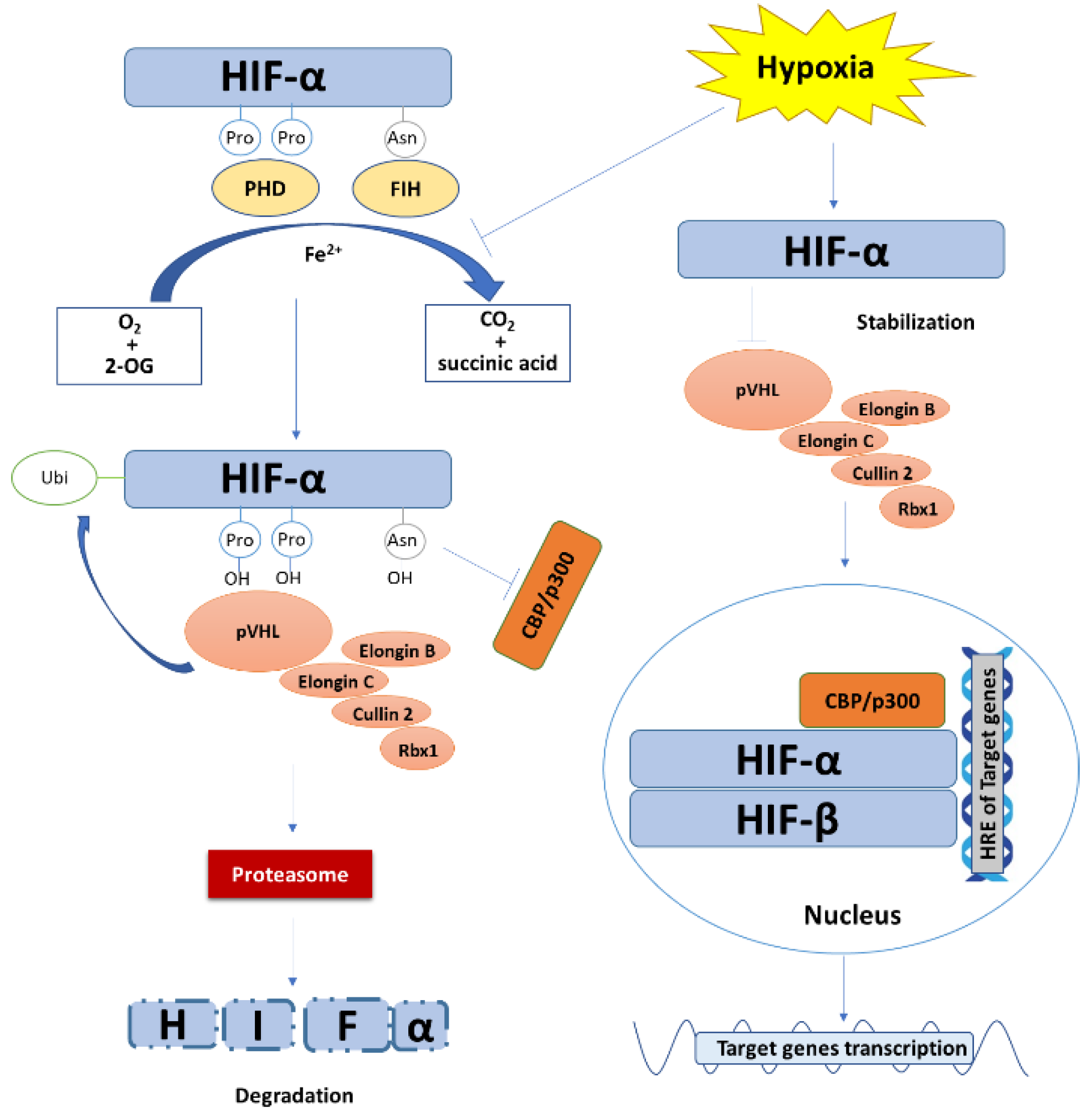 Cancers 13 00180 g001 Cancers 13 00180 g001