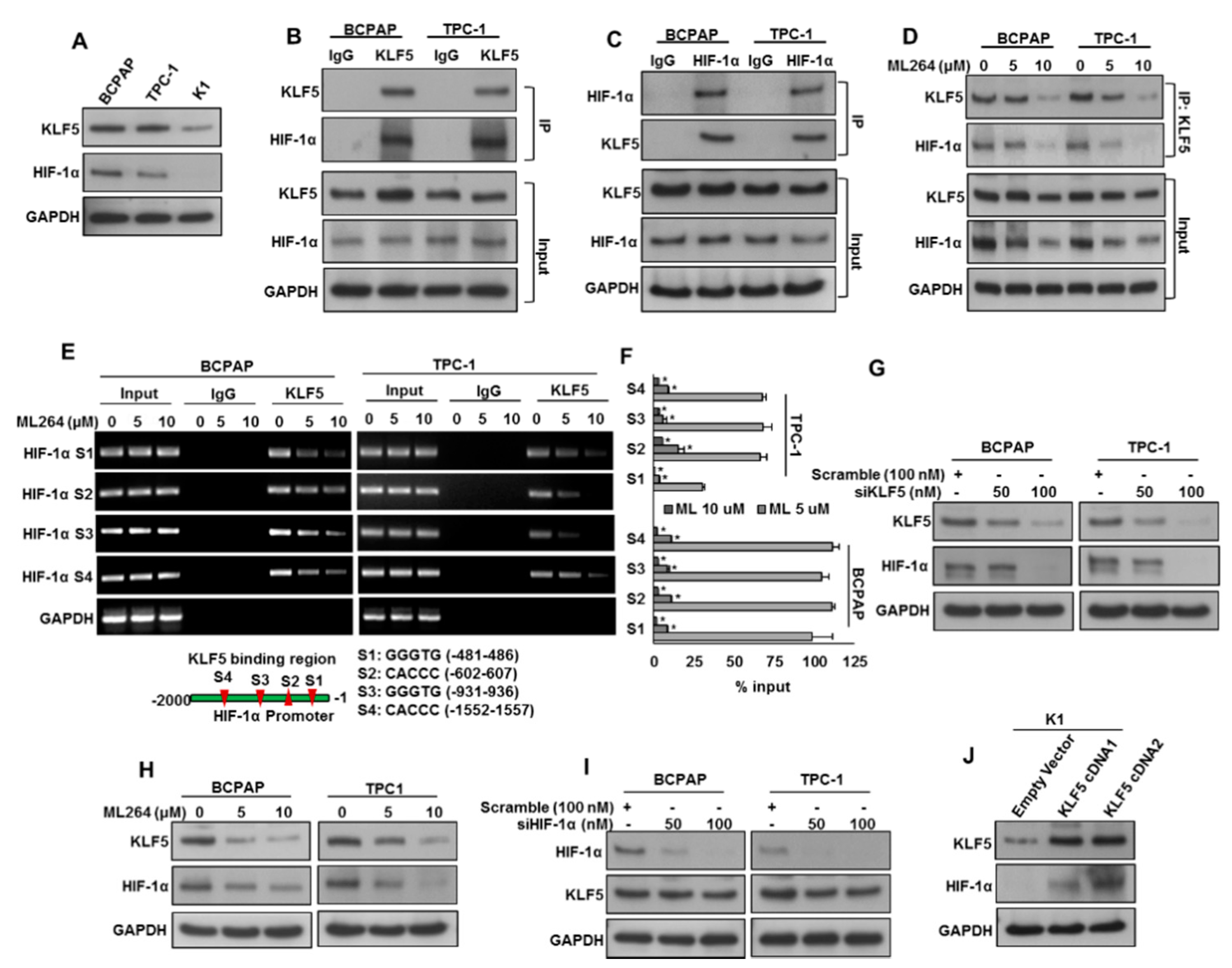 Cancers 13 00185 g002