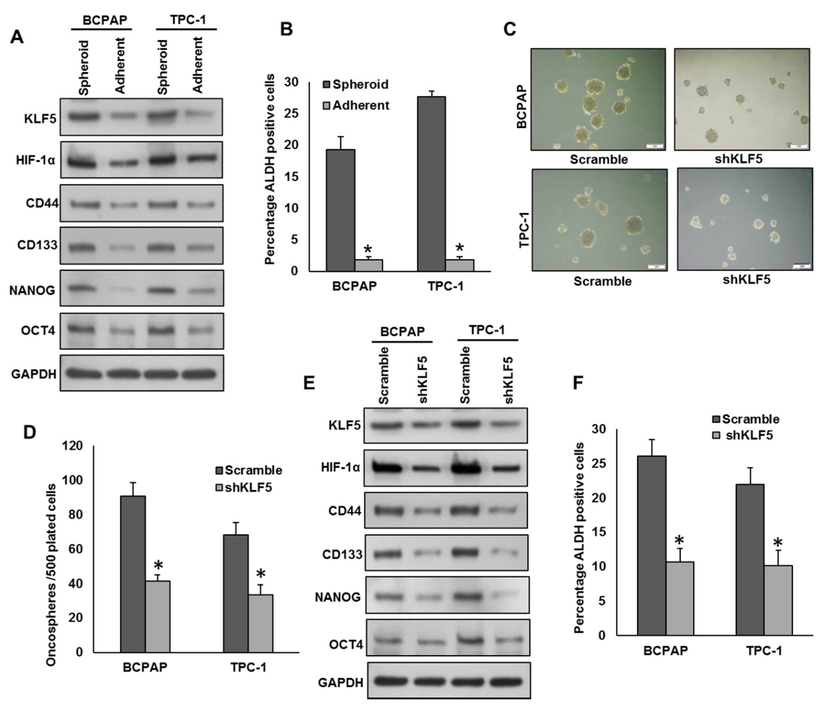 Cancers 13 00185 g005