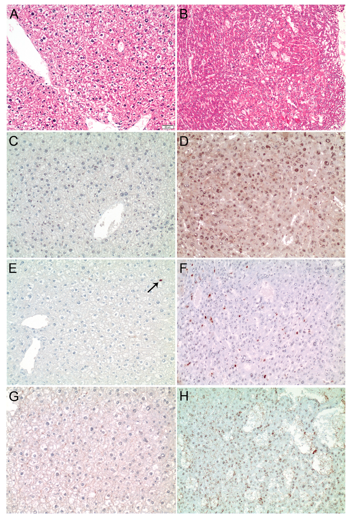 Cancers 13 00199 g005 Cancers 13 00199 g005