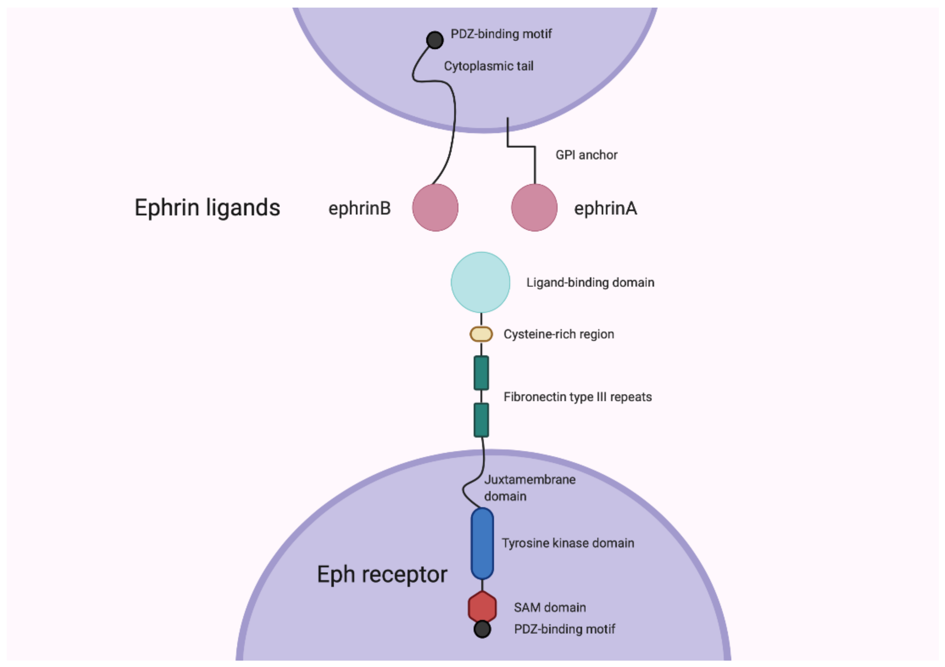 Cancers 13 00206 g001 Cancers 13 00206 g001