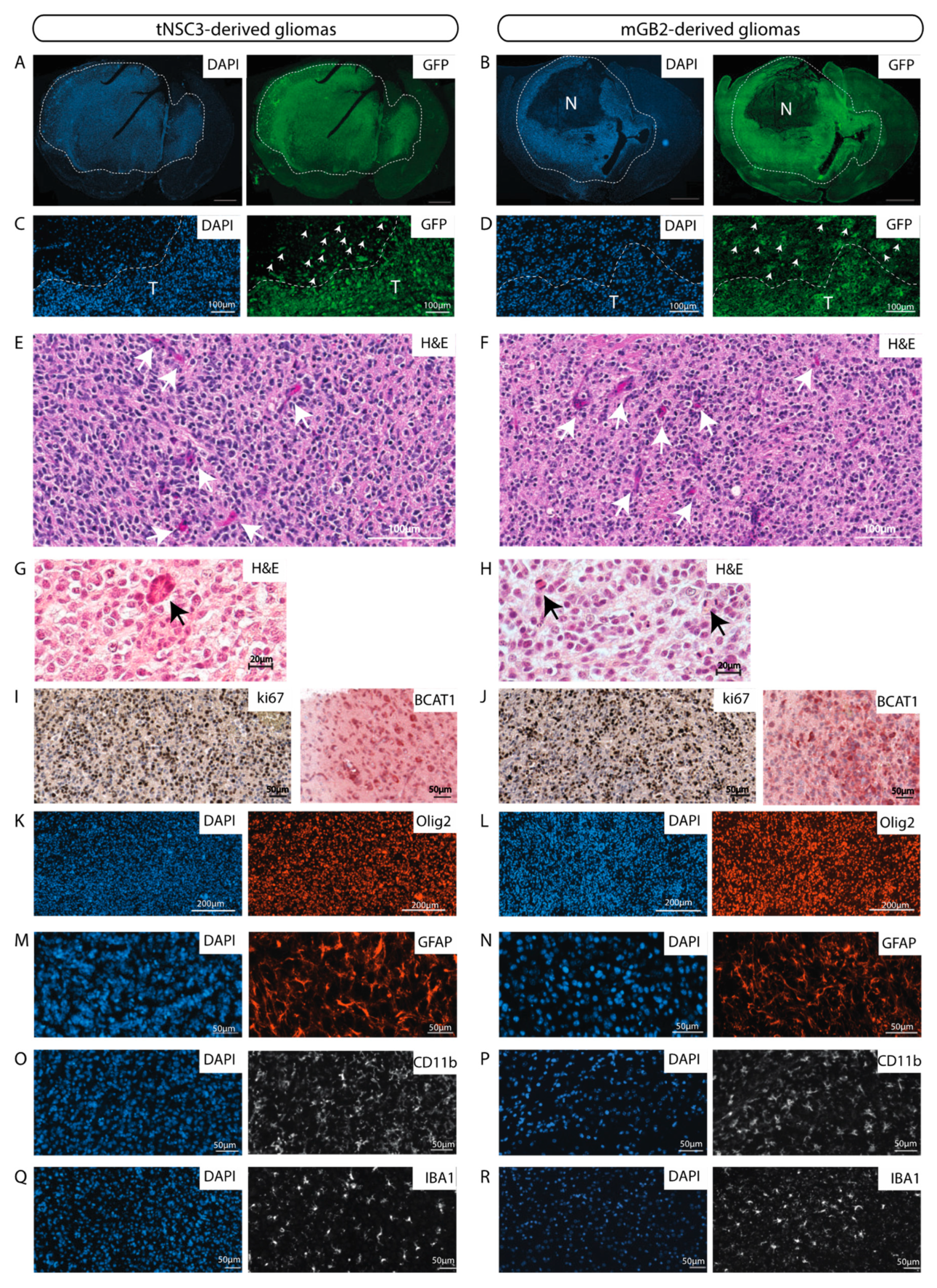 Cancers 13 00230 g004 Cancers 13 00230 g004