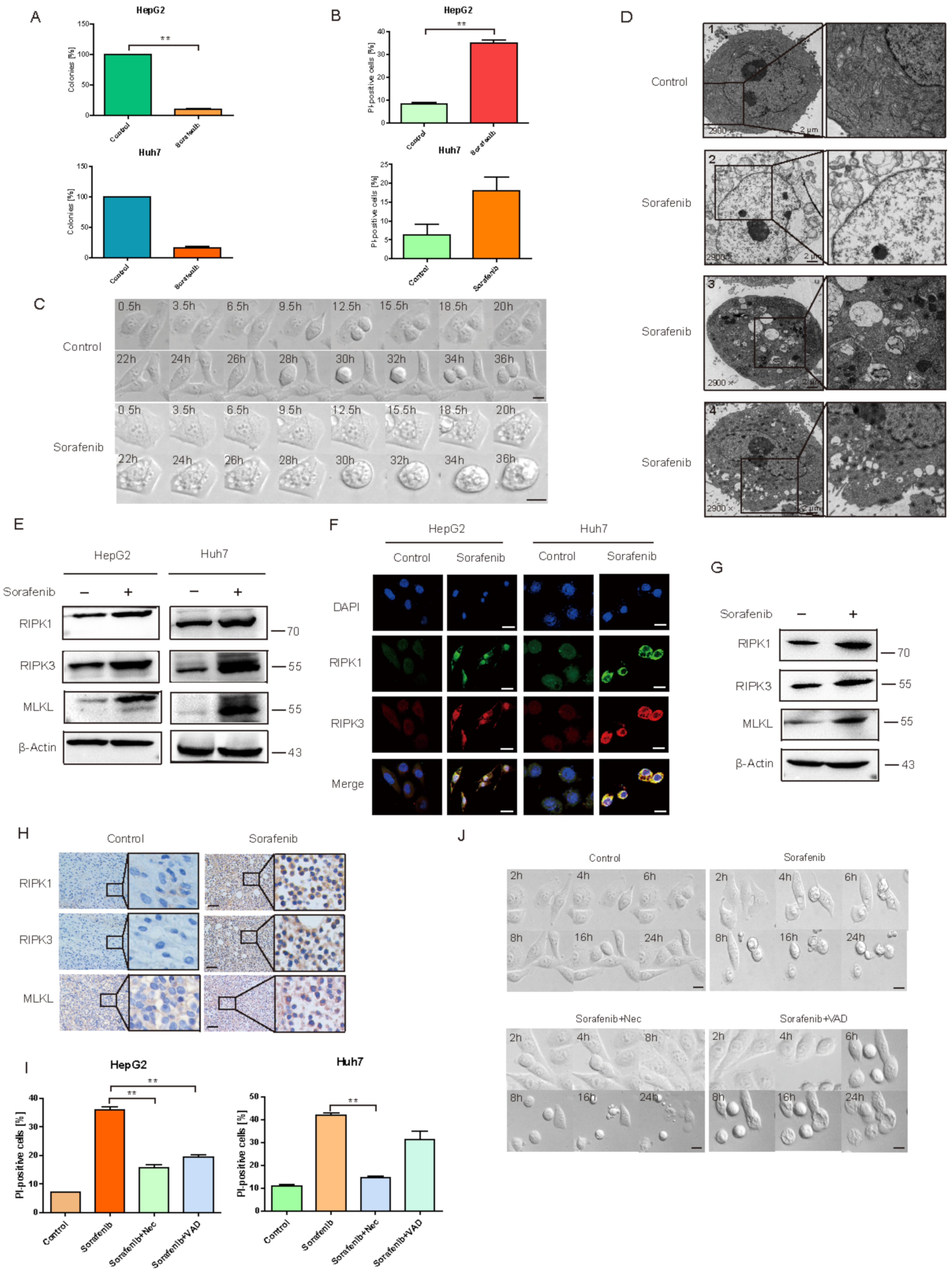 Cancers 13 00243 g001