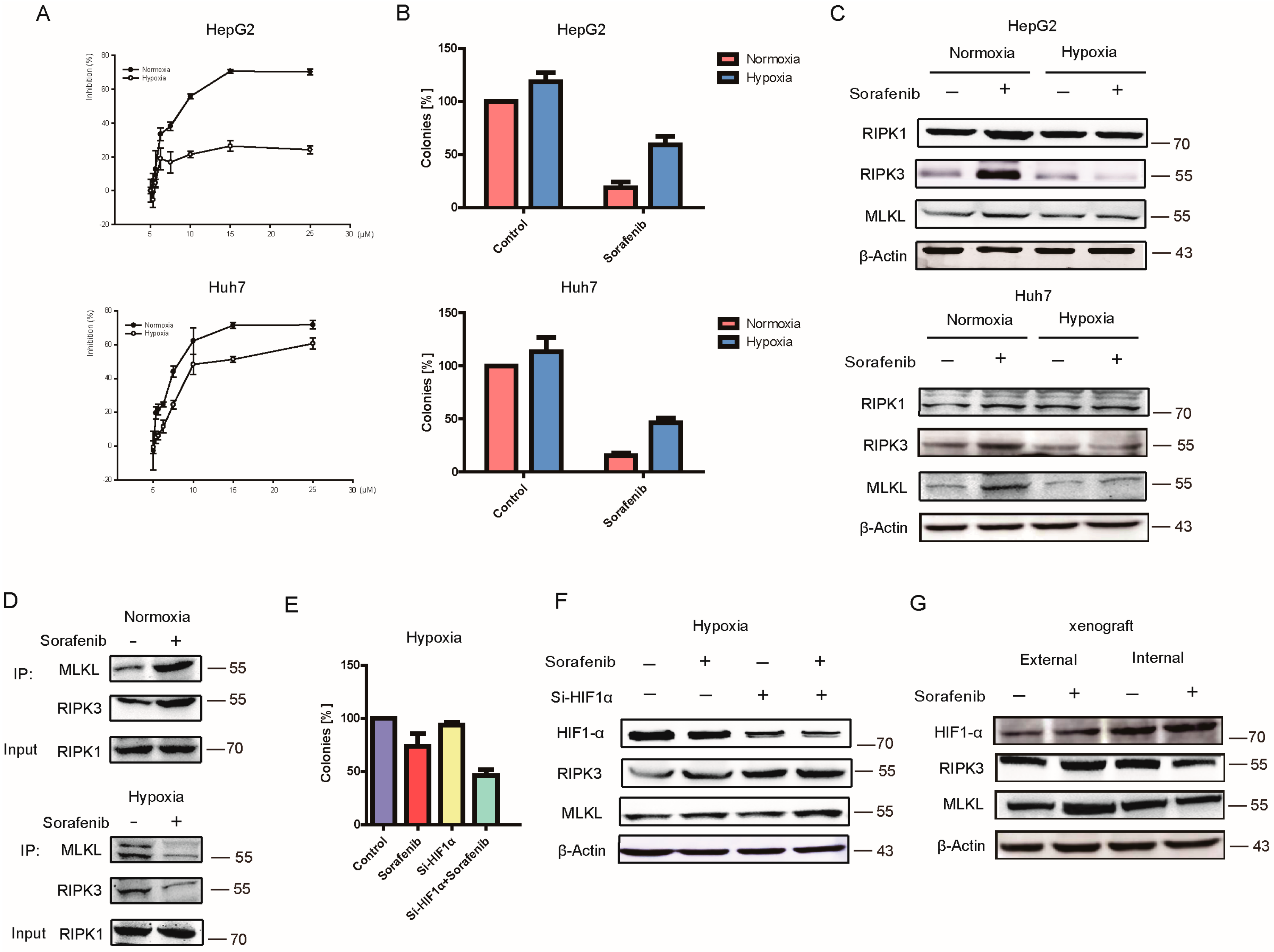 Cancers 13 00243 g002