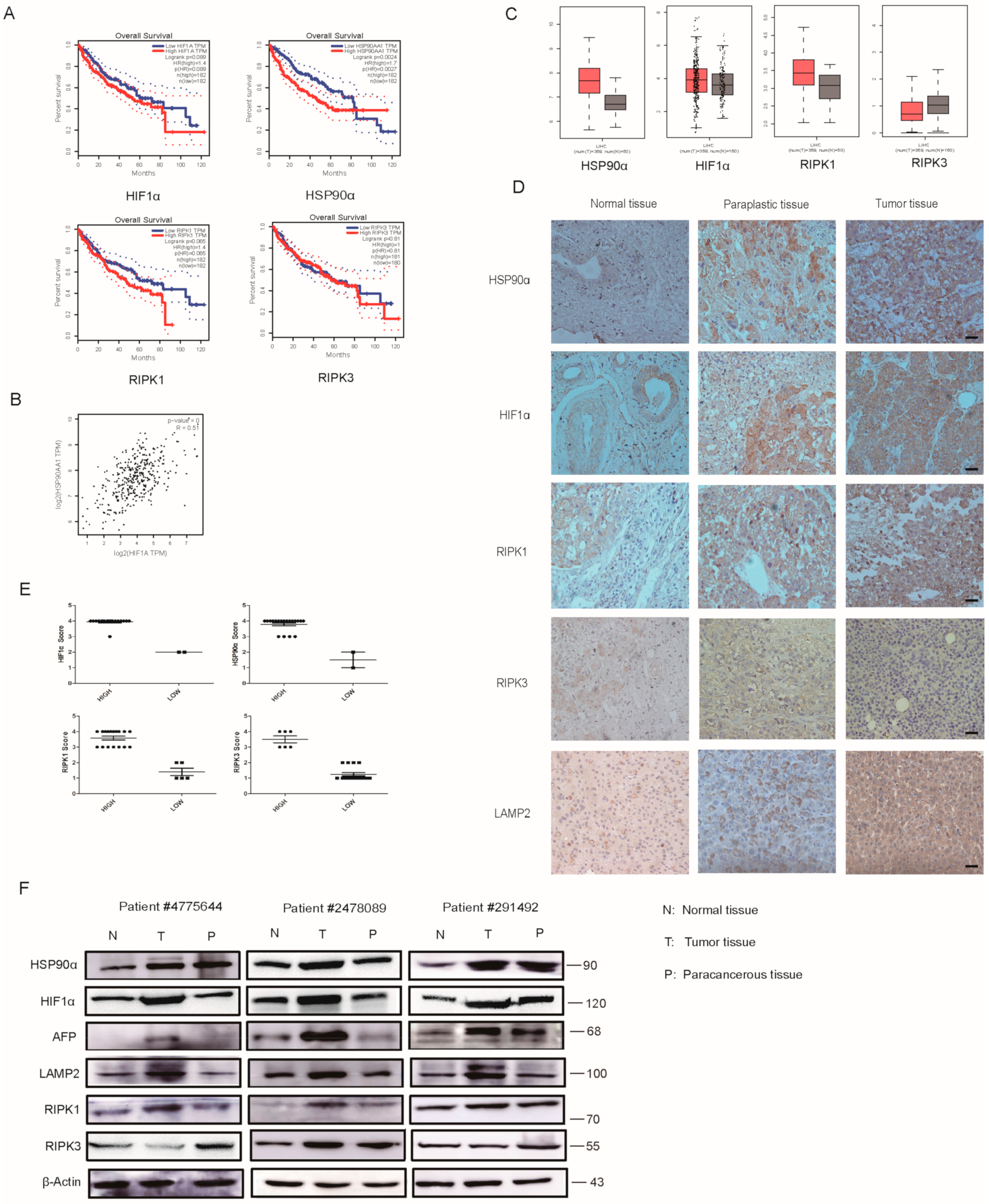 Cancers 13 00243 g007