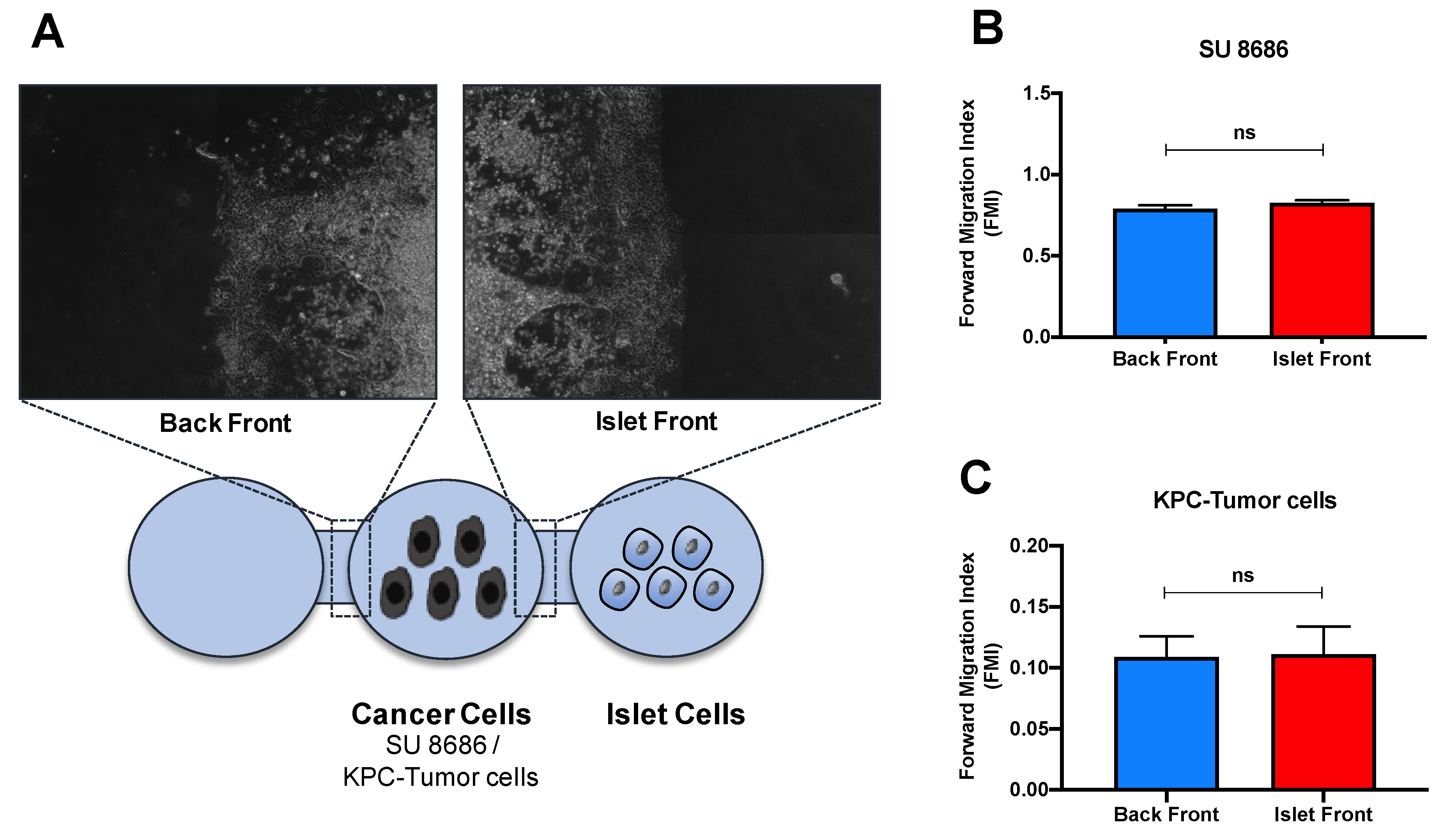 Cancers 13 00249 g004 Cancers 13 00249 g004