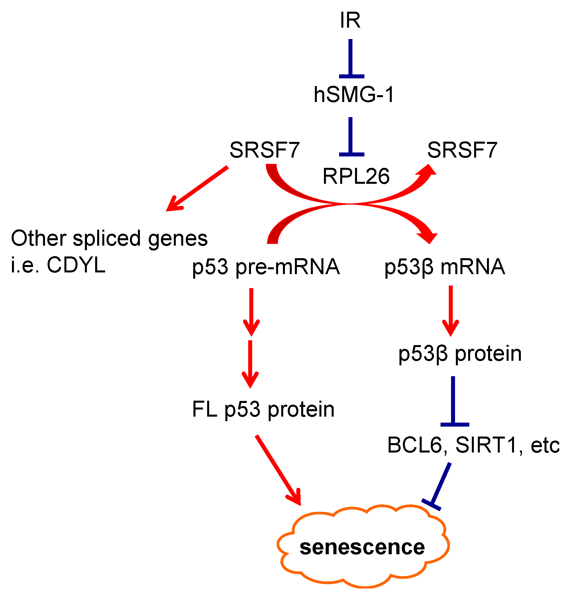 Cancers 13 00251 g001 Cancers 13 00251 g001