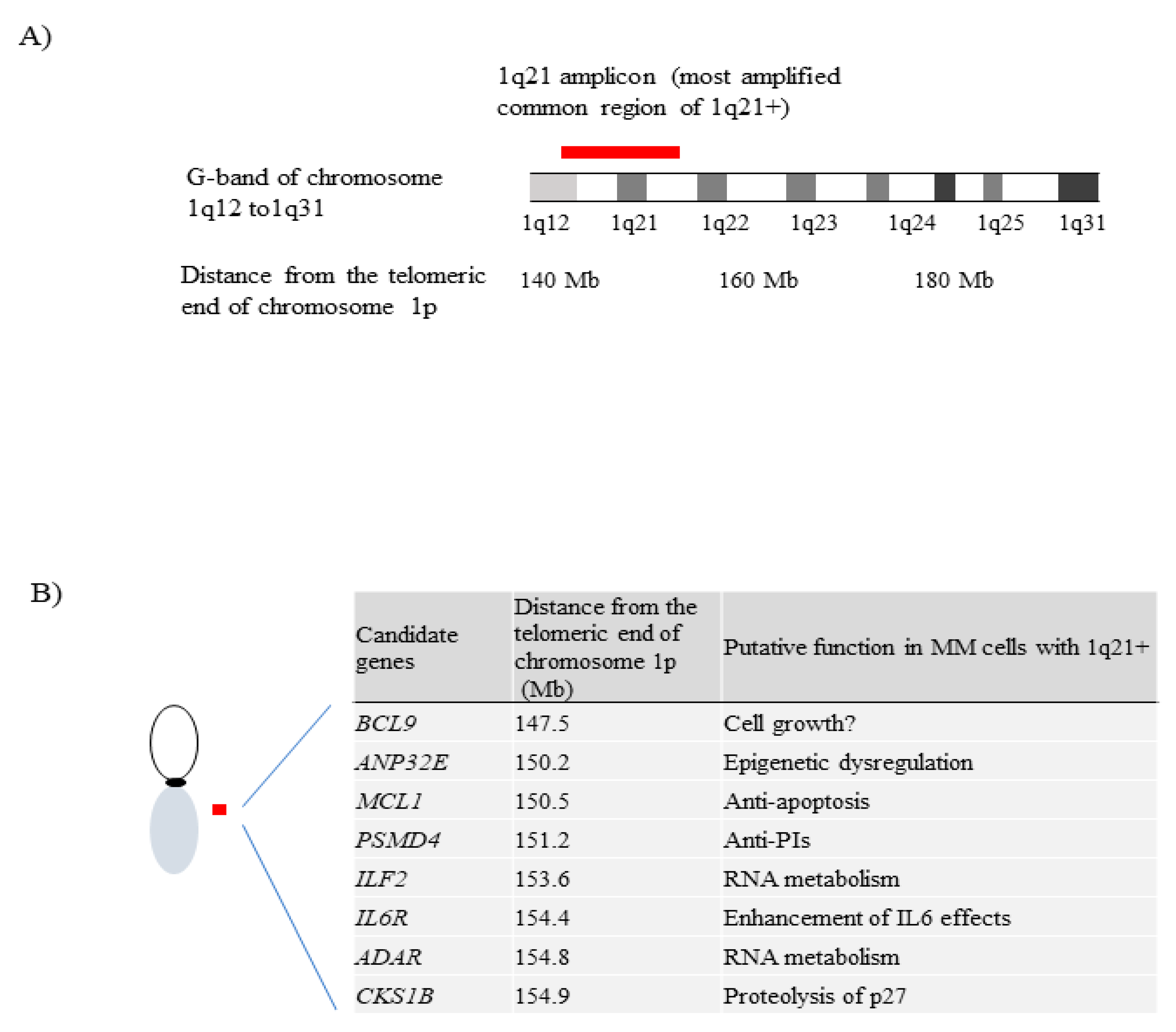 Gain/Amplification of Chromosome Arm 1q21 in Multiple Myeloma