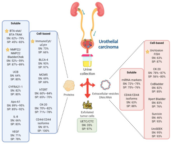 Cancers 13 00260 g001 550