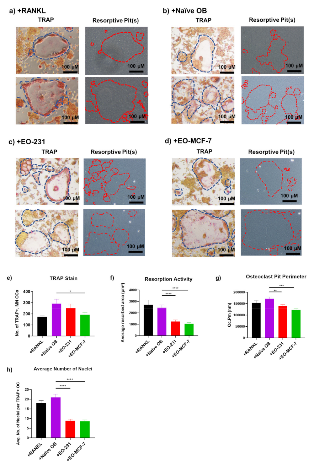 Cancers 13 00263 g003