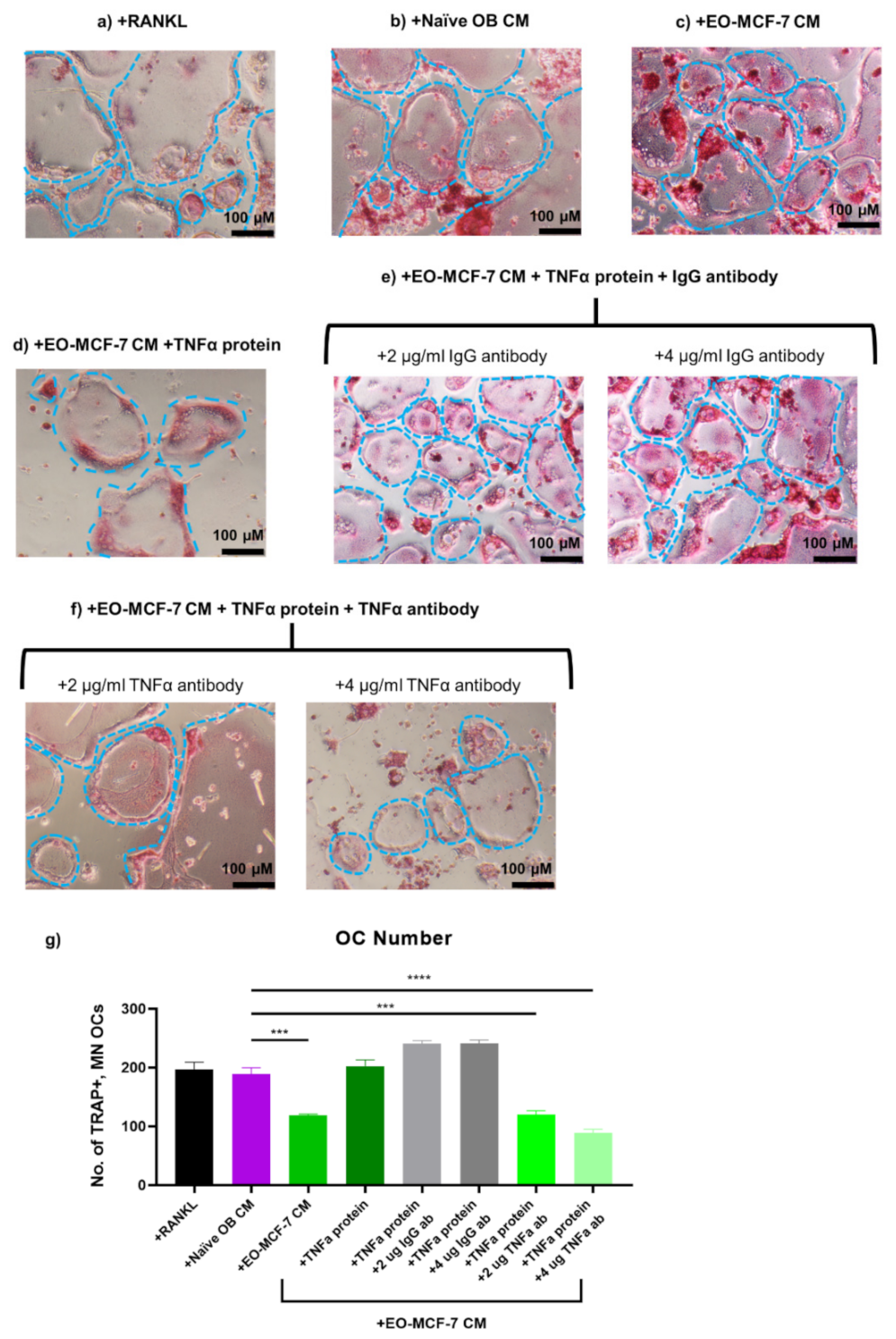 Cancers 13 00263 g009