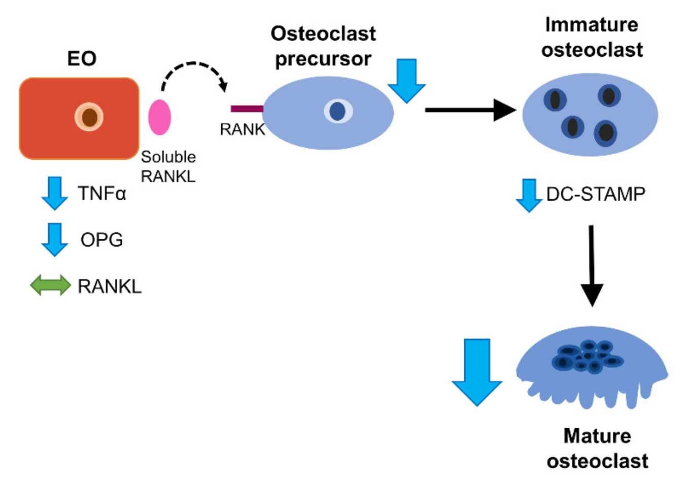 Cancers 13 00263 g010