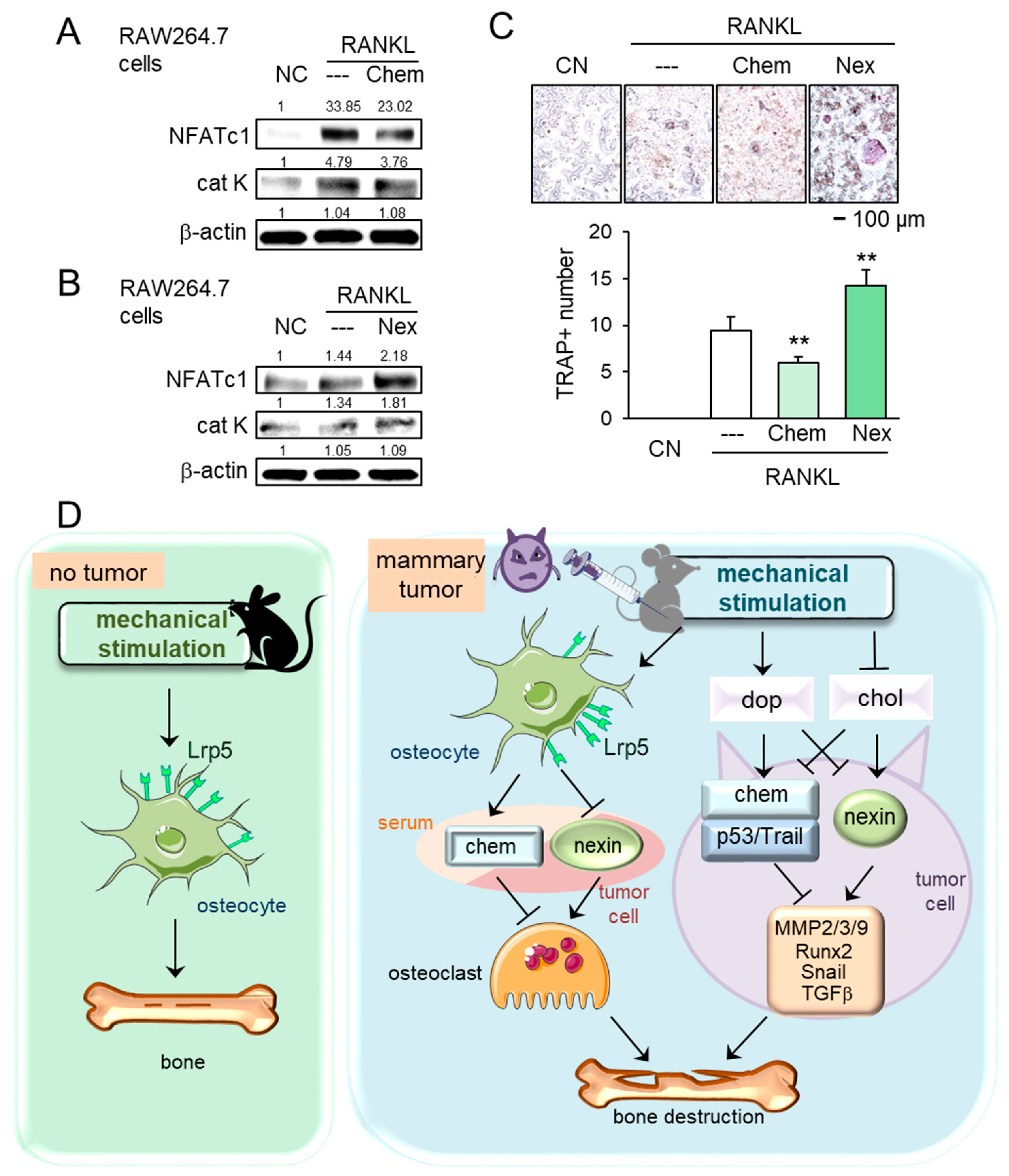 Cancers 13 00267 g007