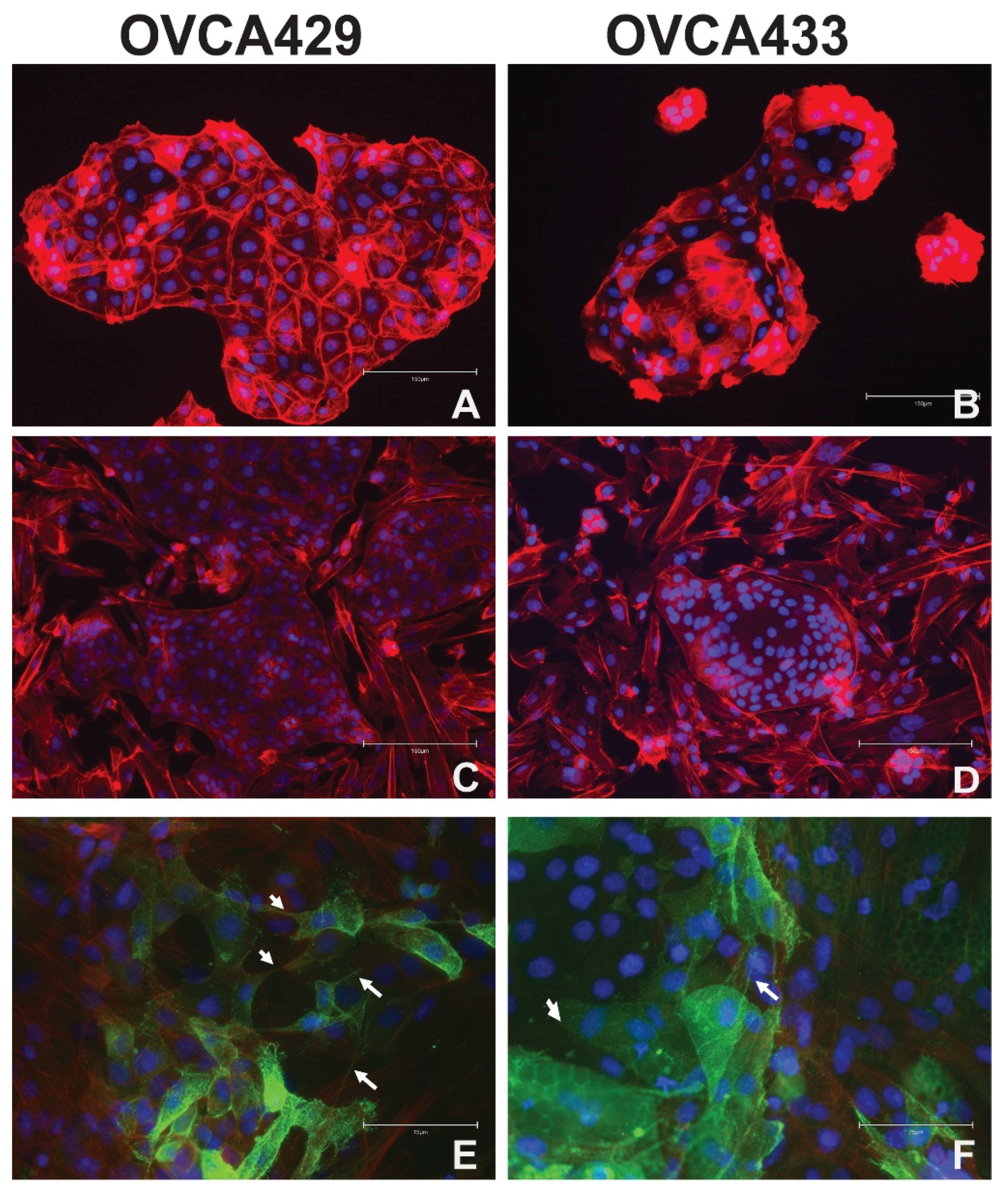 Cancers 13 00274 g001 Cancers 13 00274 g001
