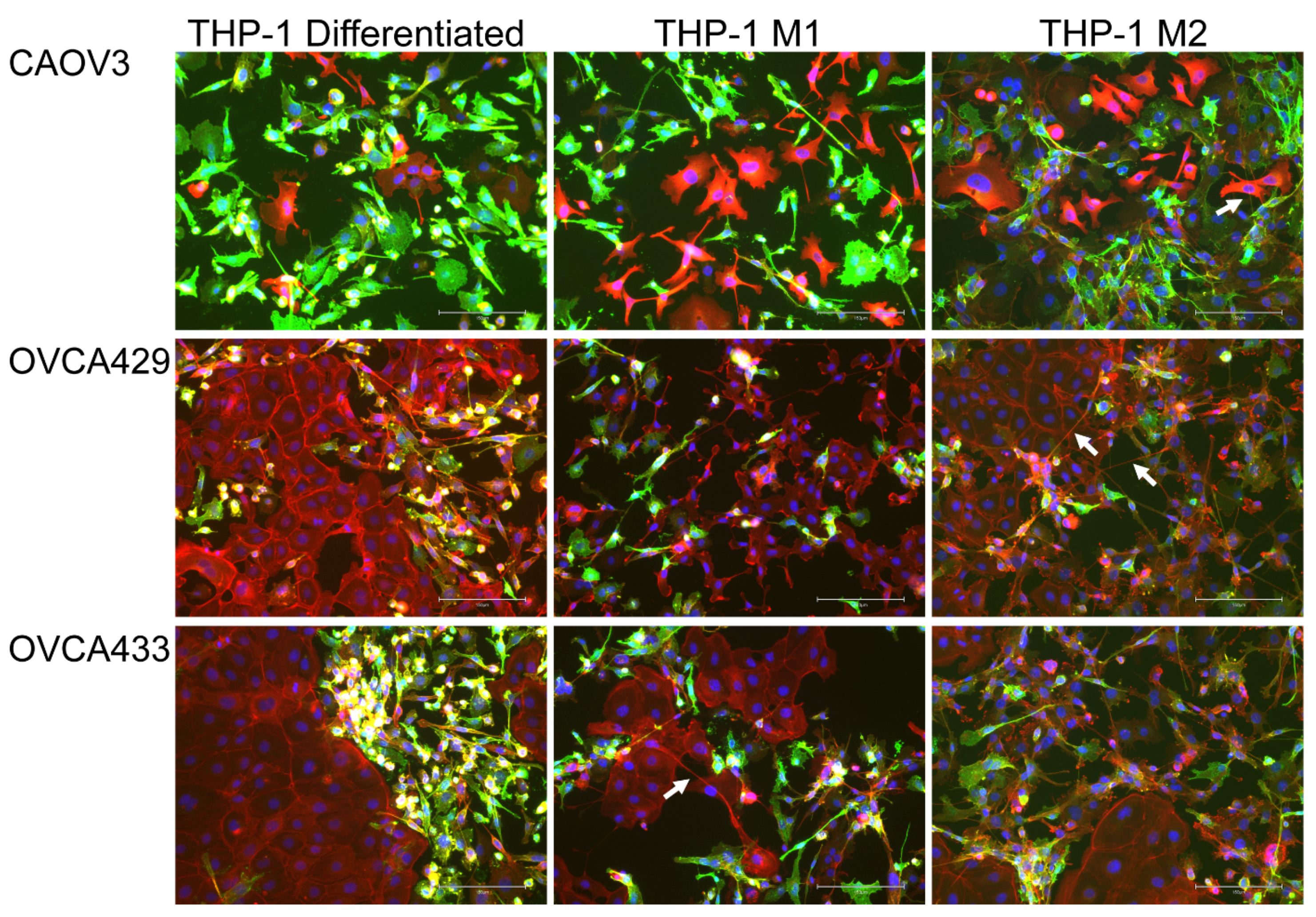 Cancers 13 00274 g002 Cancers 13 00274 g002