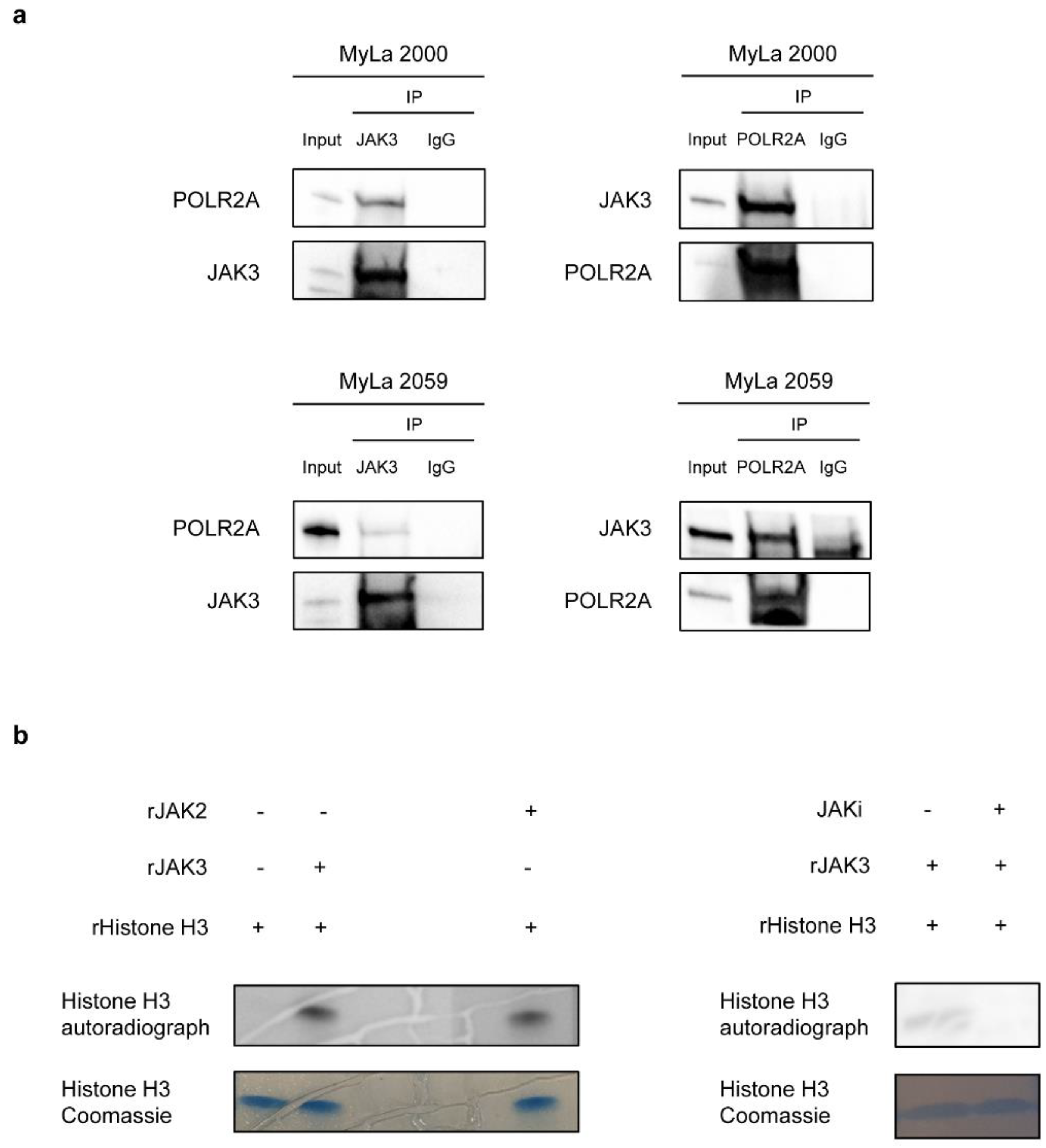 Cancers 13 00280 g005