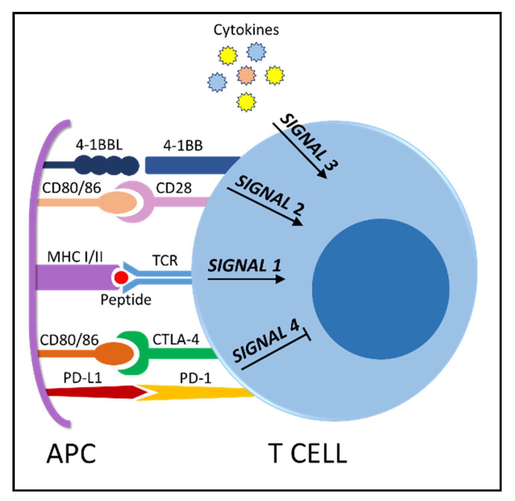 Cancers 13 00284 g002 Cancers 13 00284 g002