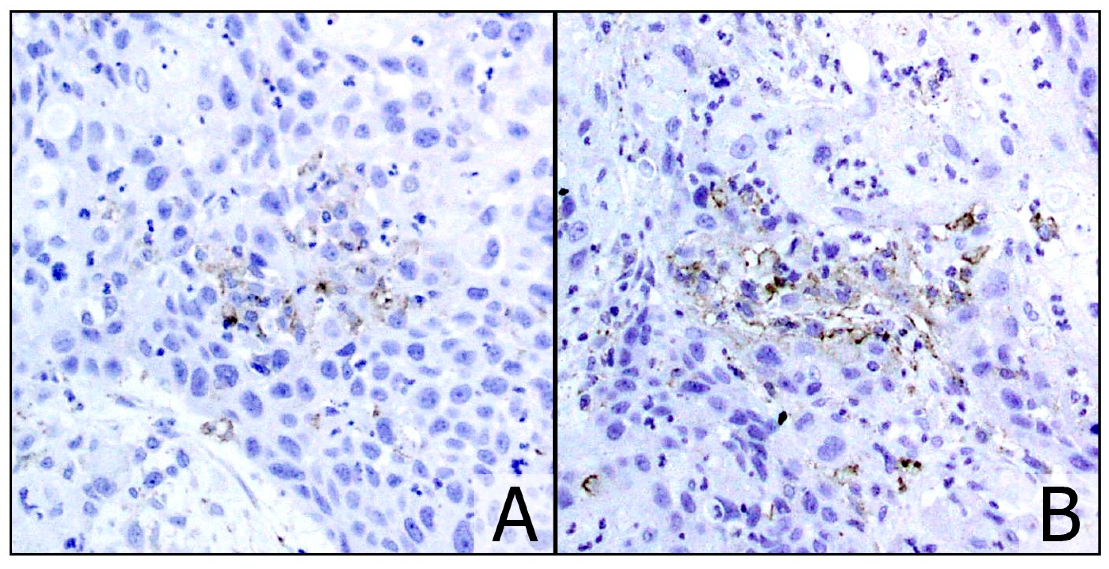 Cancers 13 00292 g001 Cancers 13 00292 g001