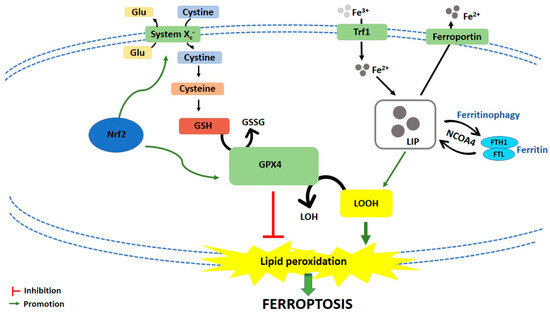 Cancers 13 00304 g001 550
